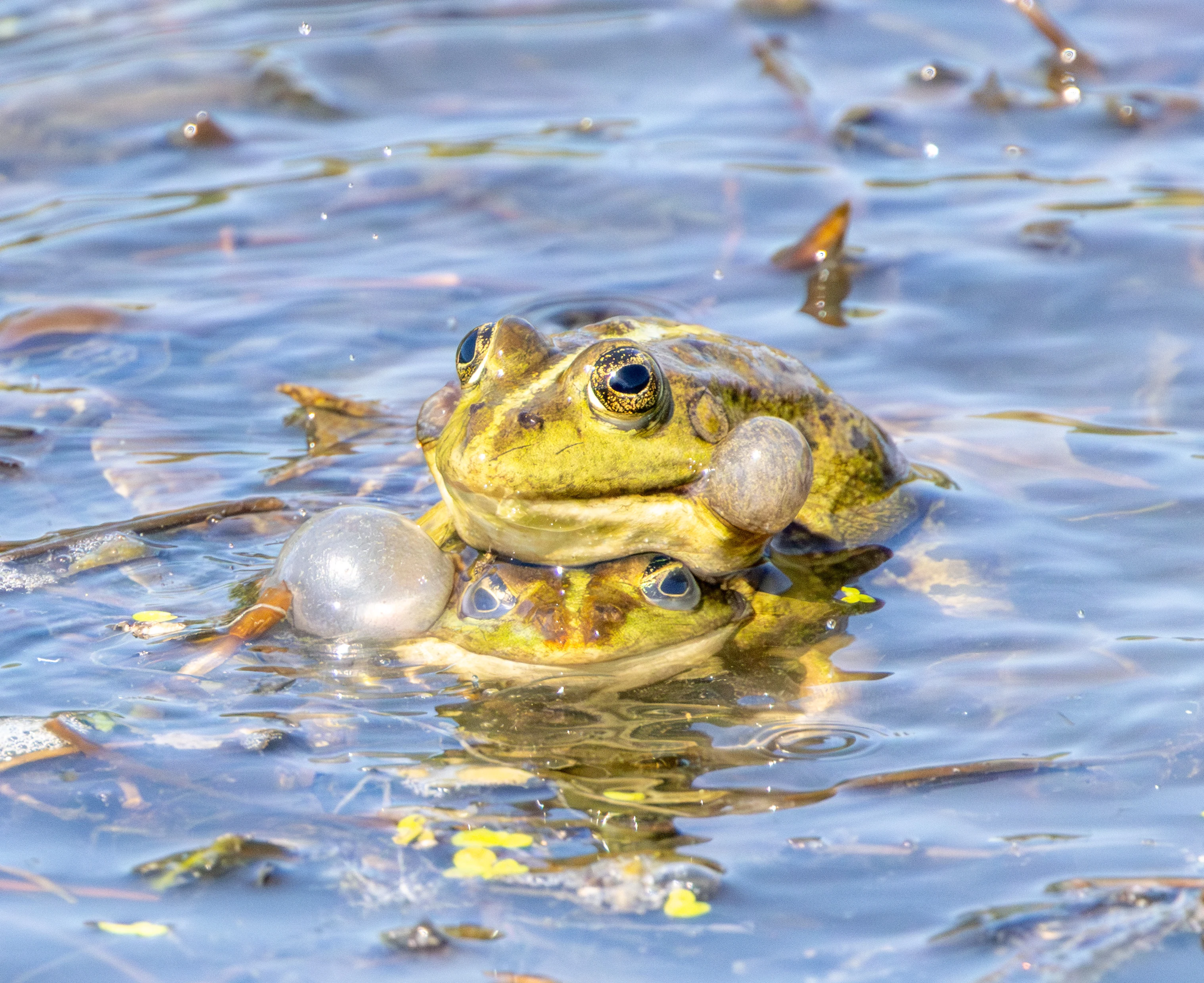 European Green Frogs in amplexus, Danube Delta, Romania — photo by Adam Prugel-Bennett