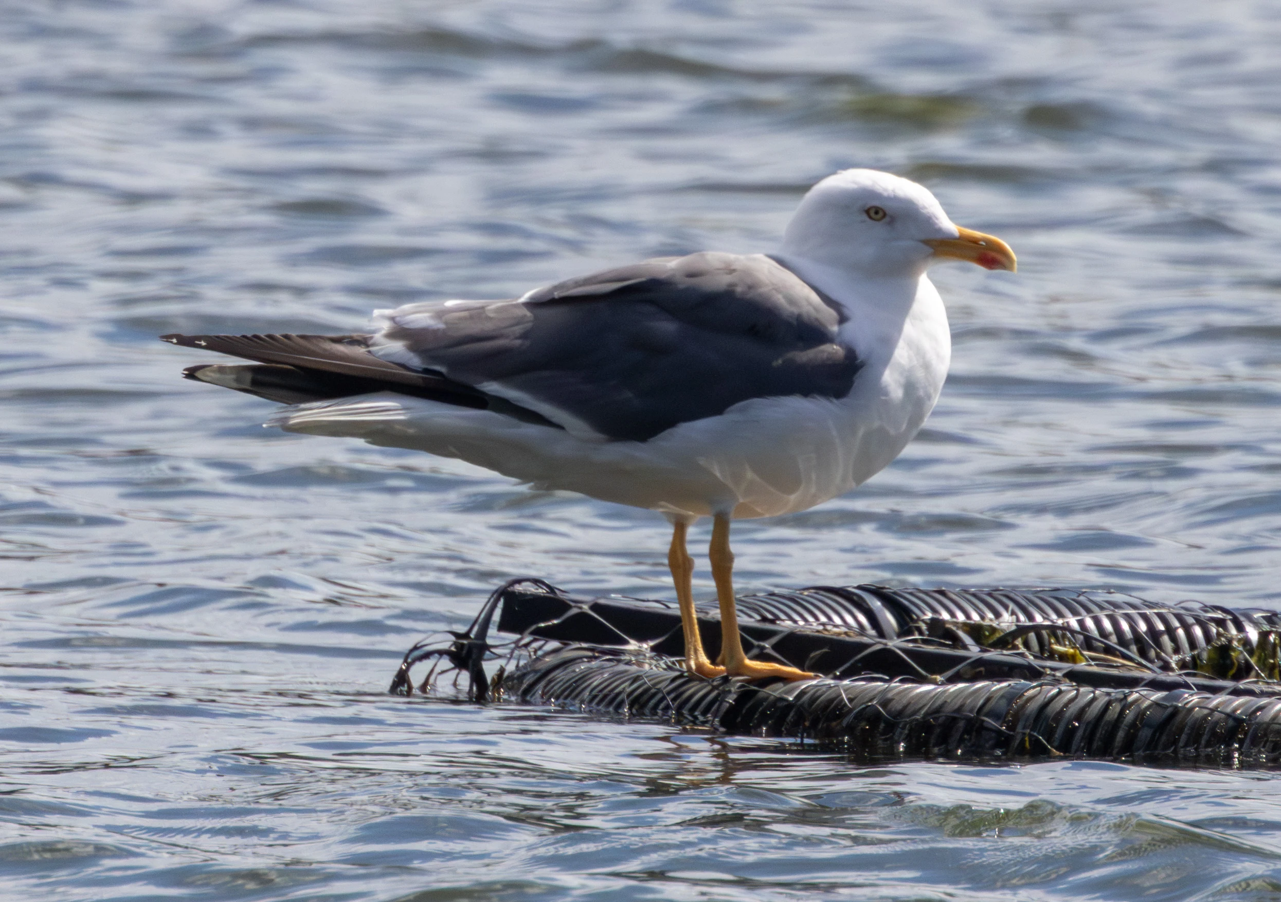 Lesser Black-backed Gull, Lymington, Hampshire, UK — photo by Adam Prugel-Bennett