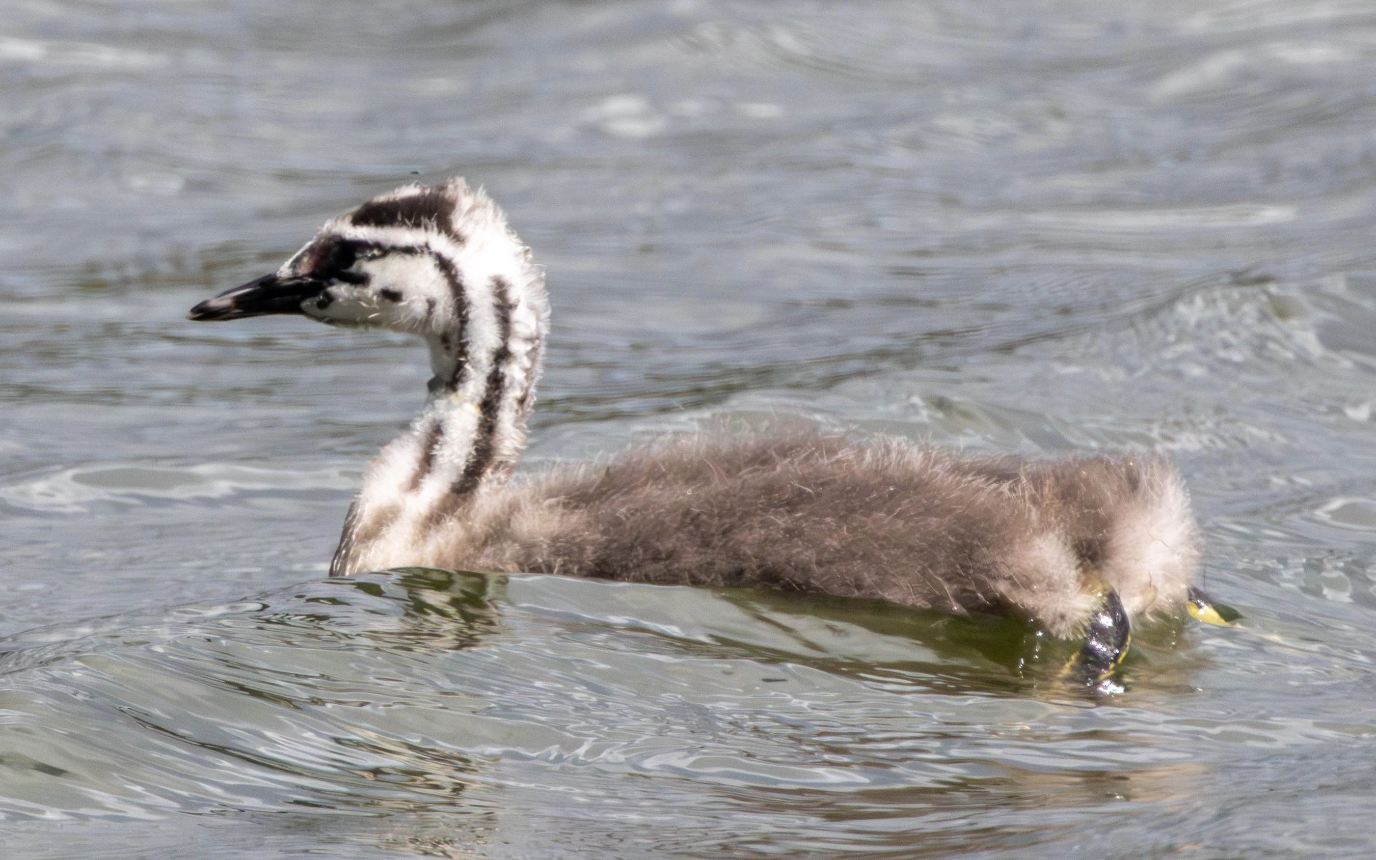 Great Crested Grebe chick, Lymington, Hampshire, UK — photo by Adam Prugel-Bennett