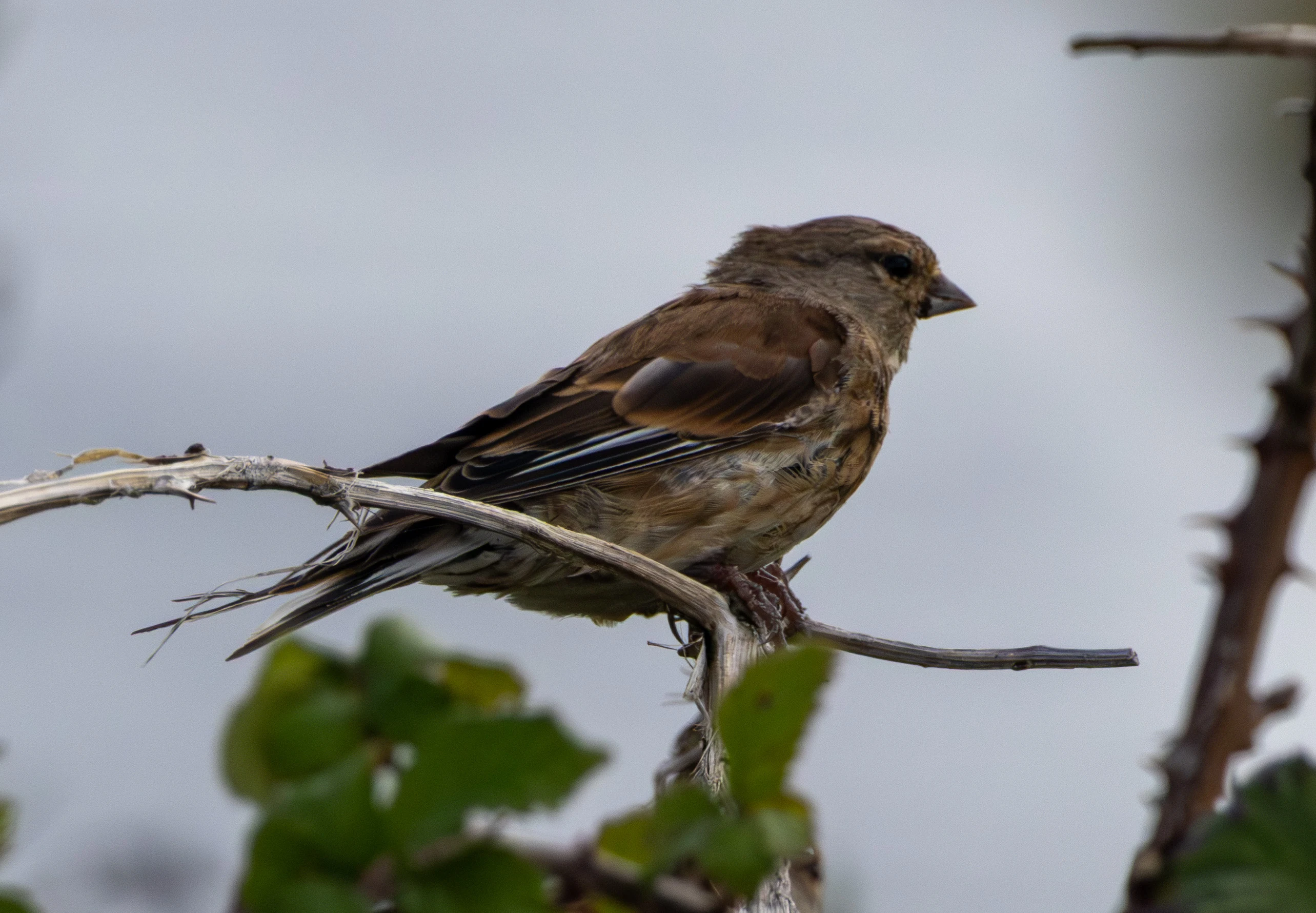 Linnet, Lymington, Hampshire, UK — photo by Adam Prugel-Bennett