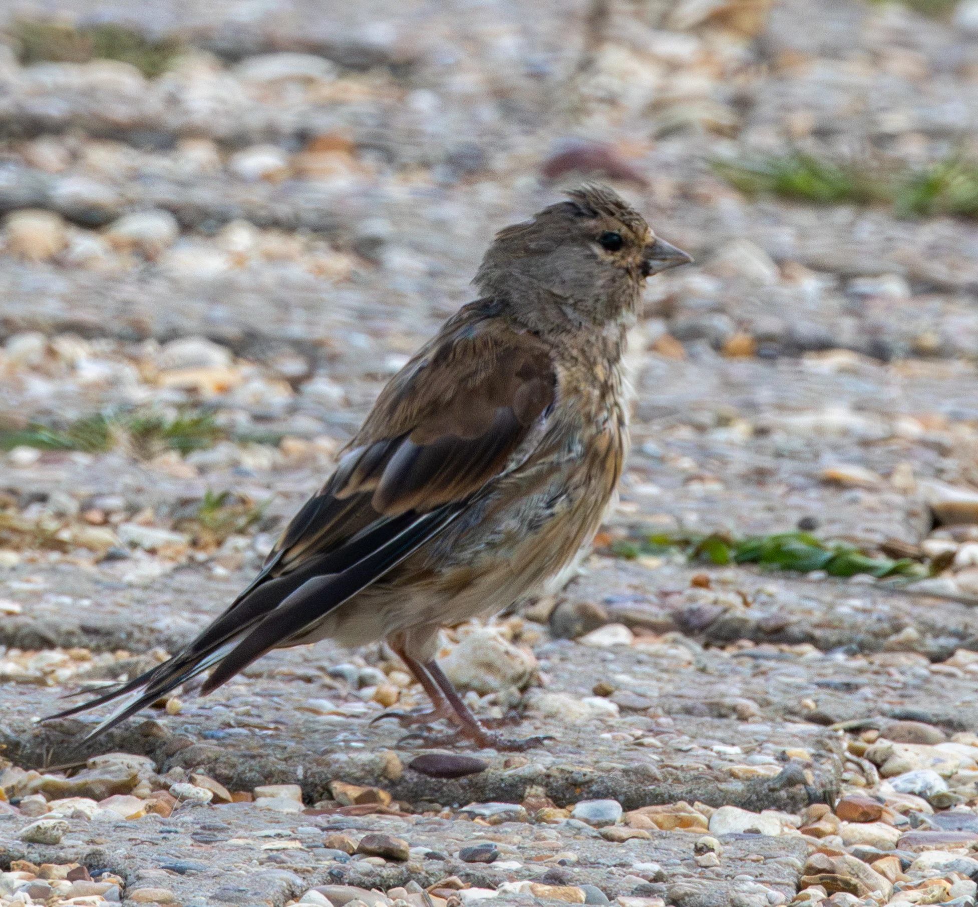 Linnet, Lymington, Hampshire, UK — photo by Adam Prugel-Bennett