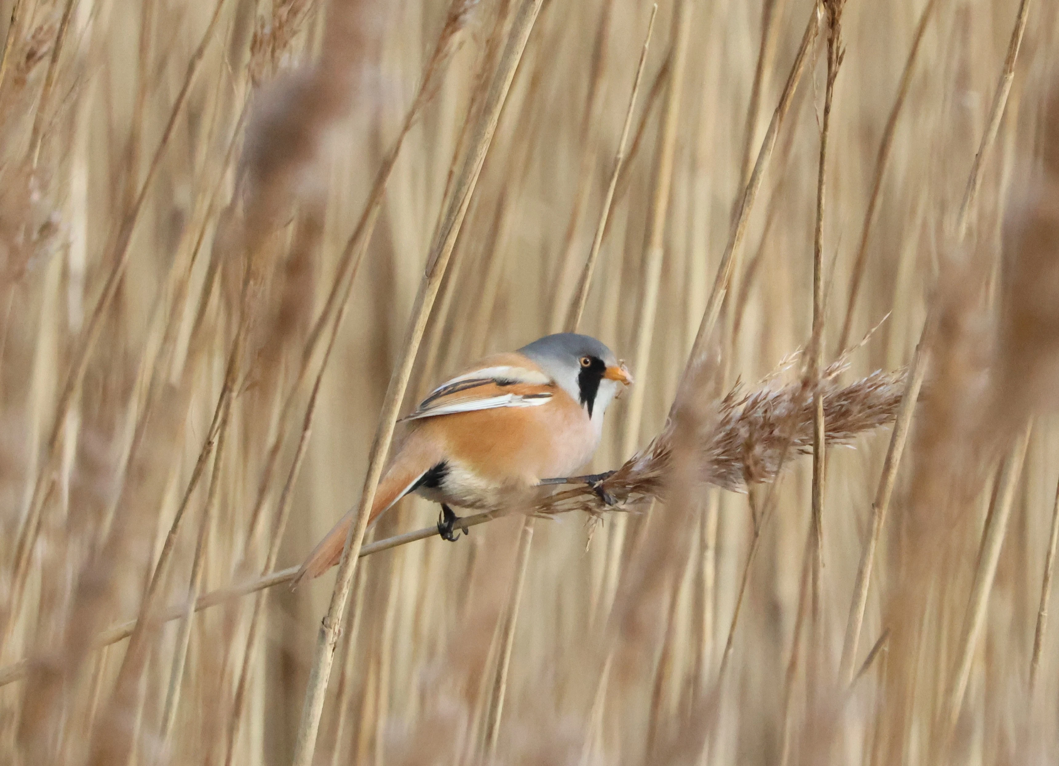 Bearded Tit, Lymington, New Forest, UK — photo by Adam Prugel-Bennett