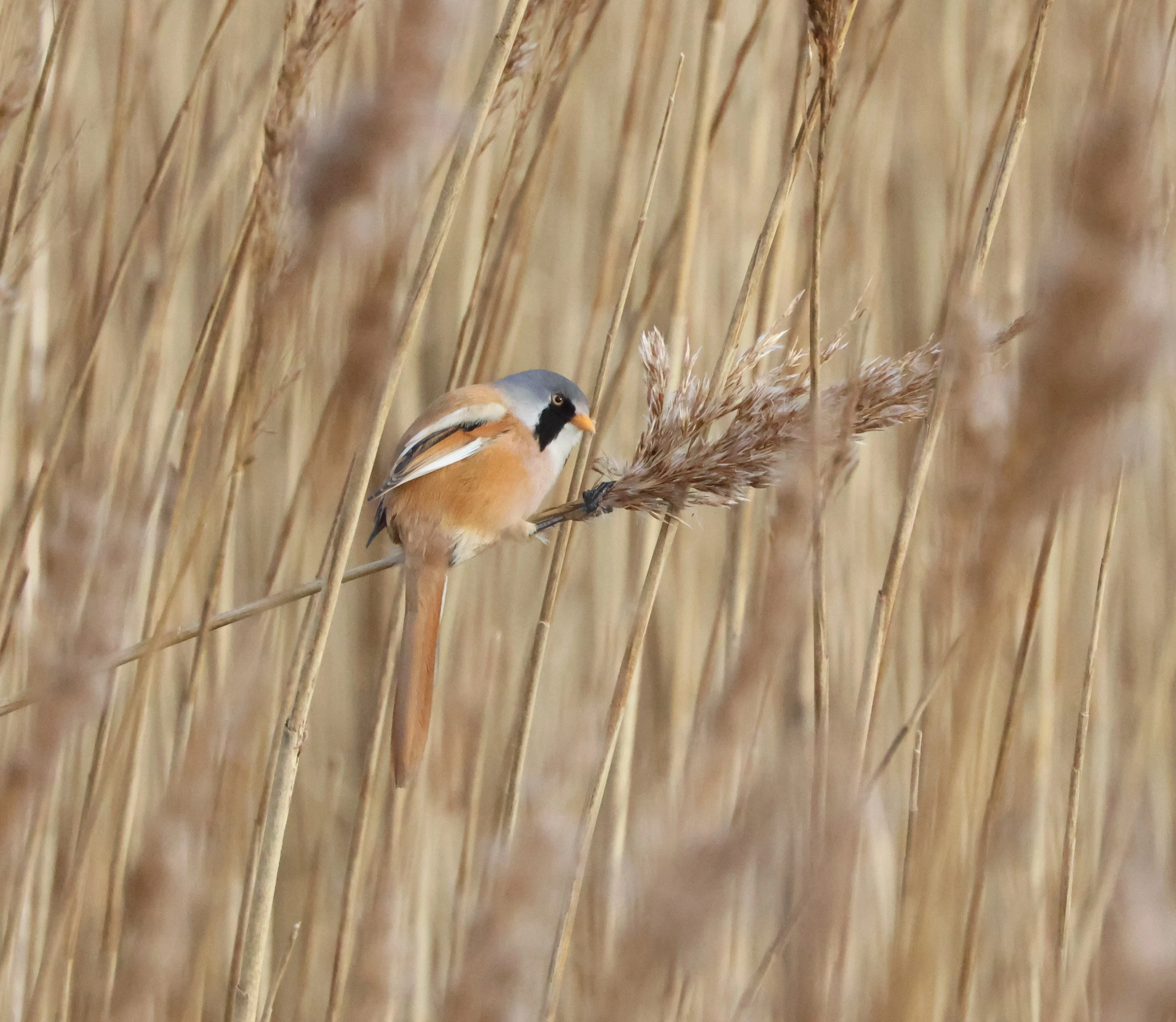 Bearded Tit, Lymington, New Forest, UK — photo by Adam Prugel-Bennett