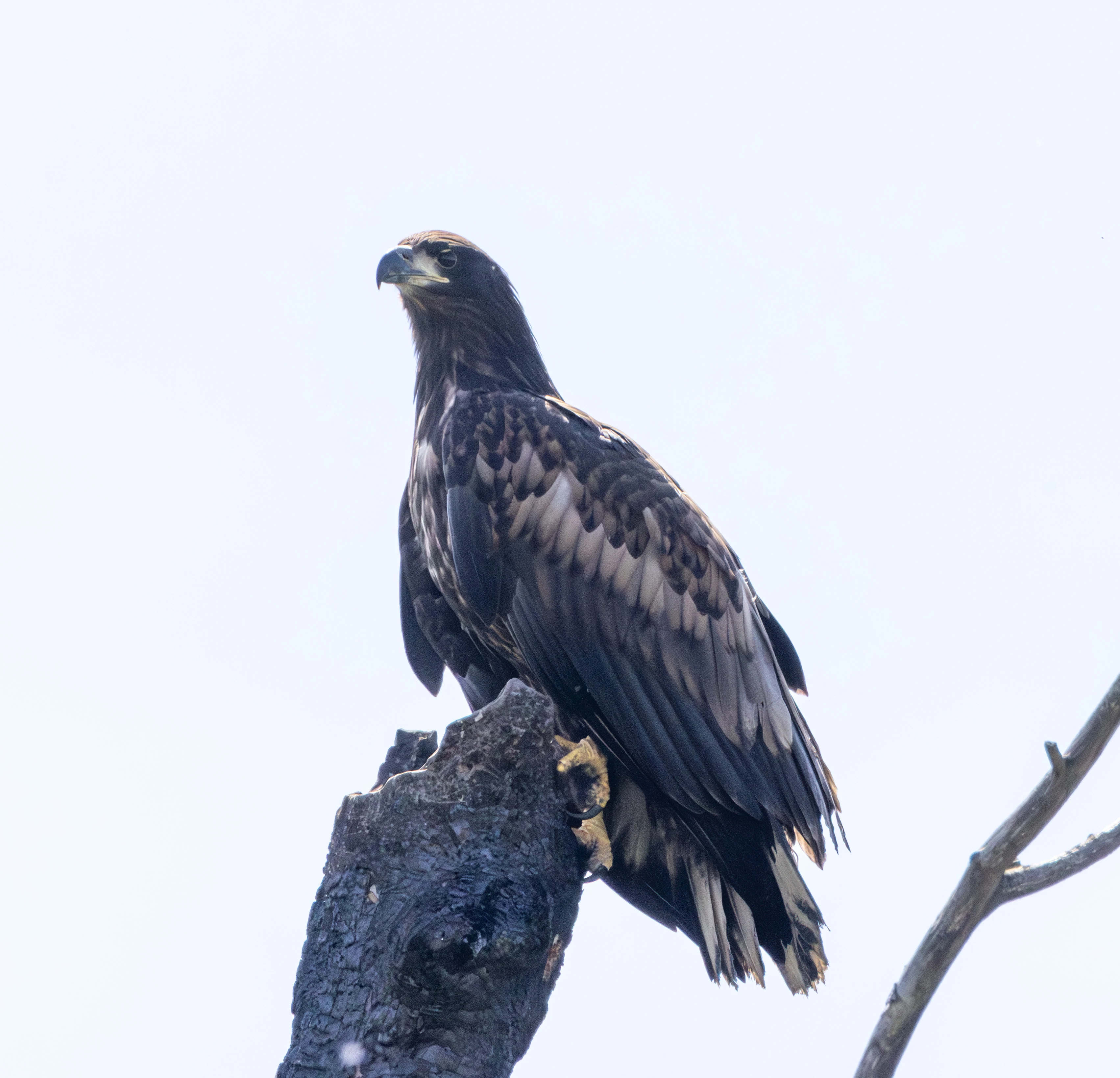 White-tailed Eagle, Danube Delta, Romania — photo by Adam Prugel-Bennett