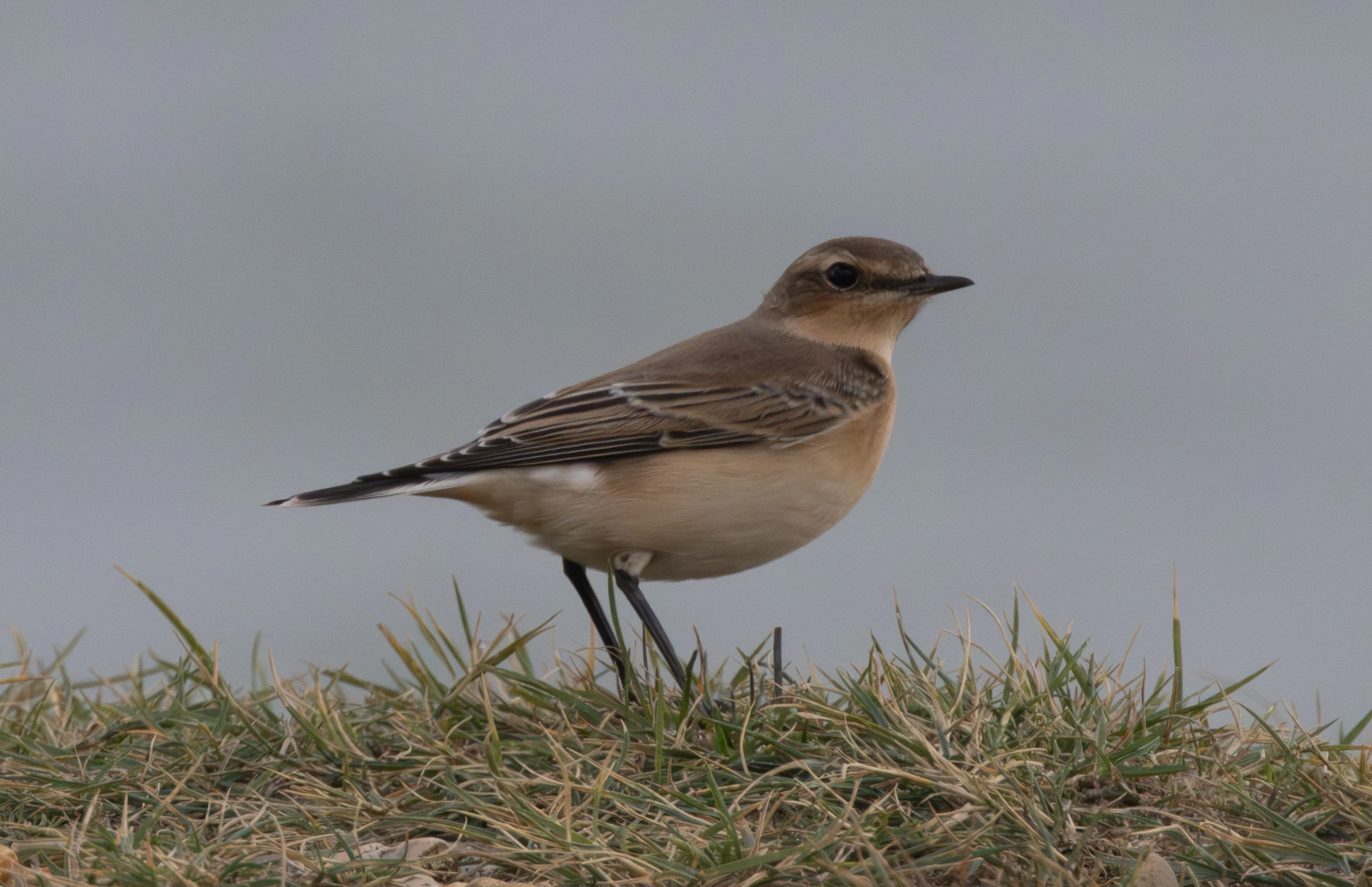 Northern Wheatear, Lymington, Hampshire, UK — photo by Adam Prugel-Bennett