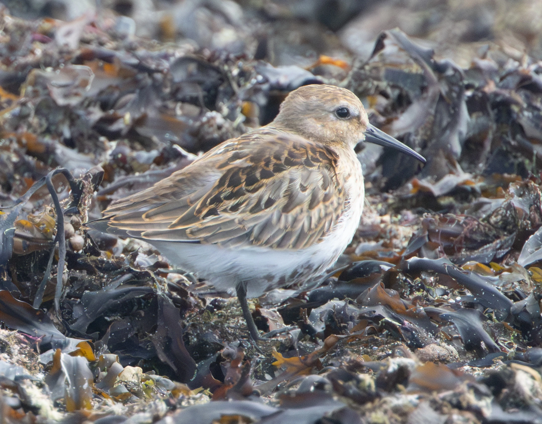 Dunlin, Lymington, Hampshire, UK — photo by Adam Prugel-Bennett