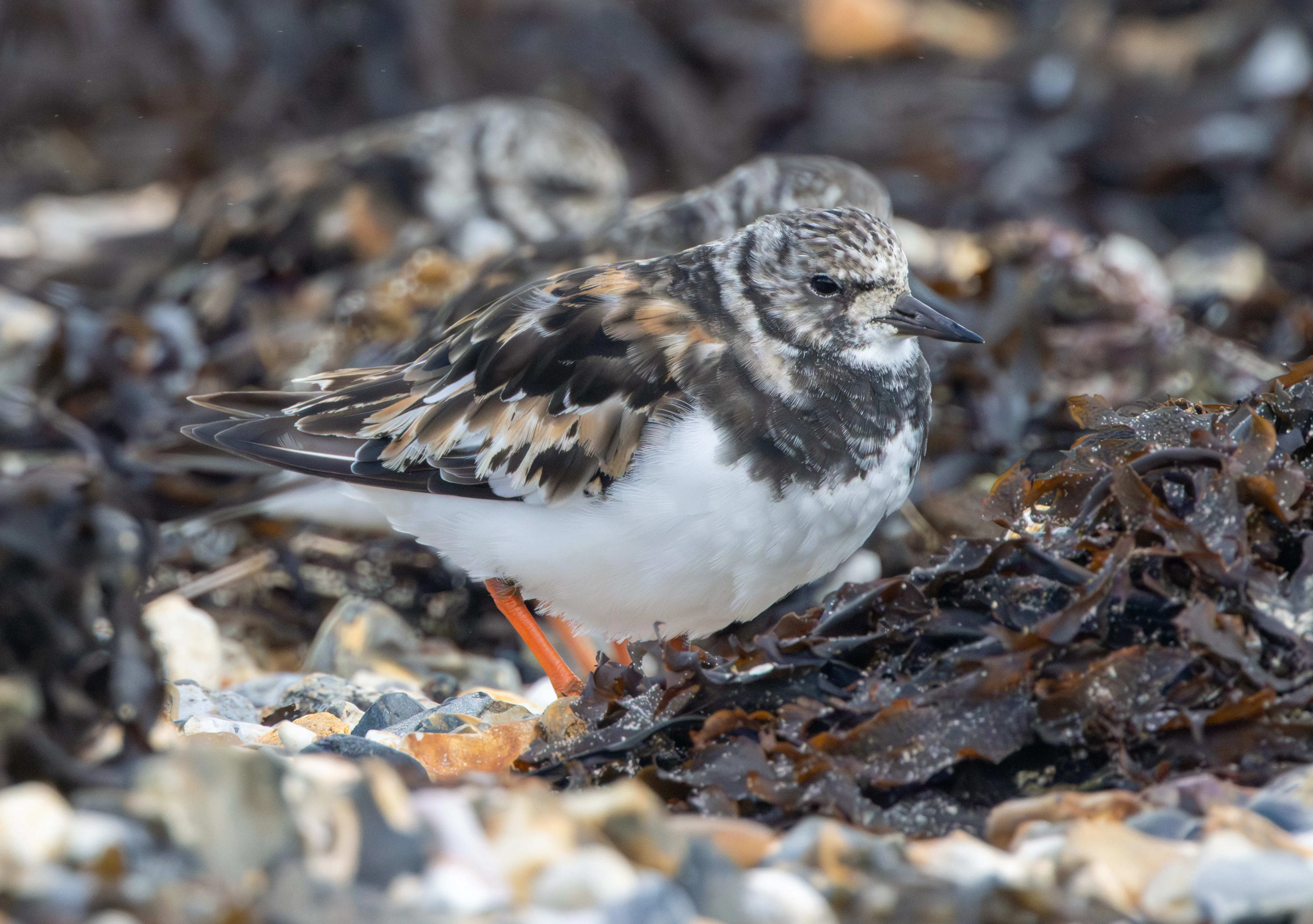 Ruddy Turnstone, Lymington, Hampshire, UK — photo by Adam Prugel-Bennett