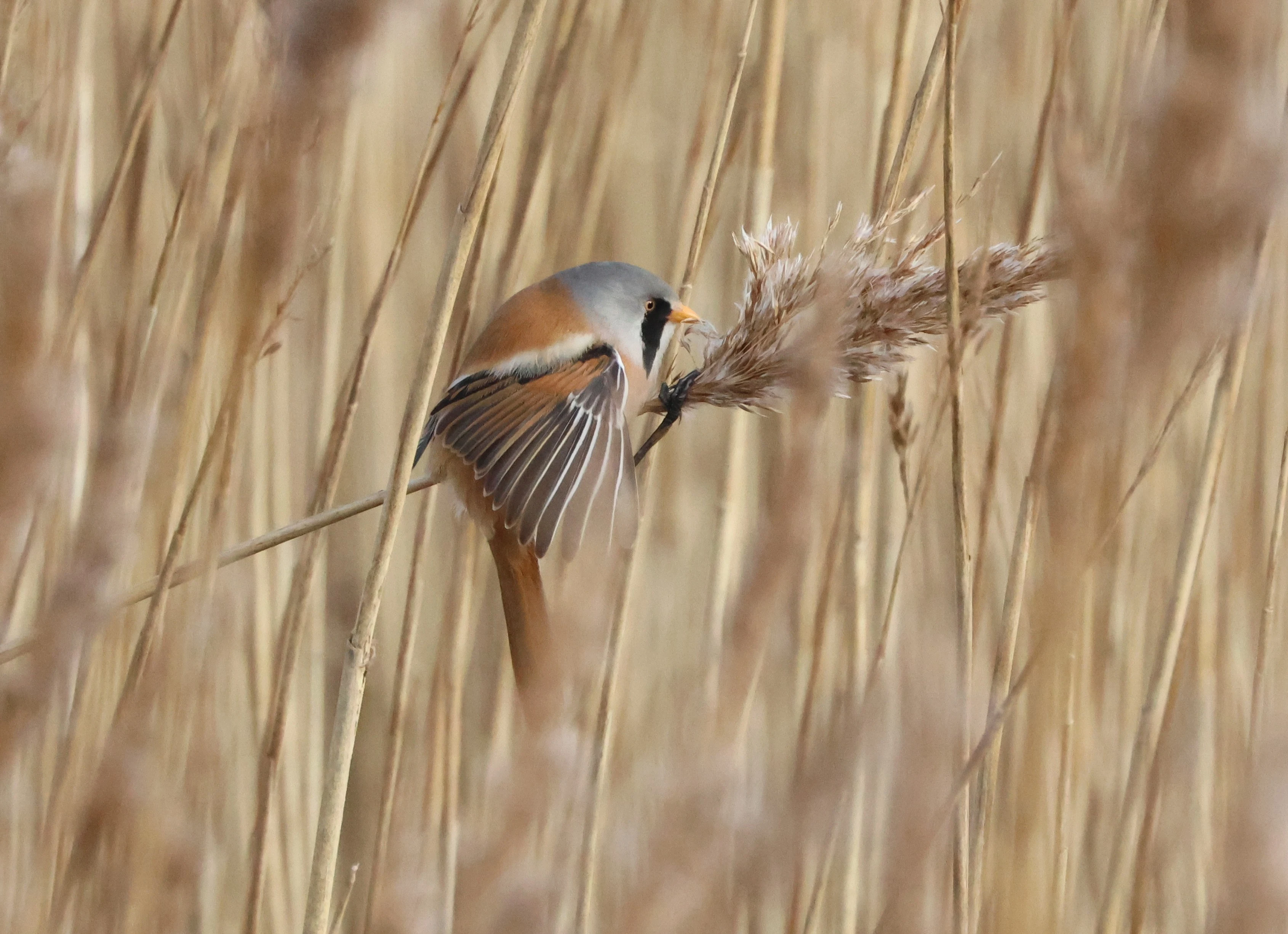 Bearded Tit, Lymington, New Forest, UK — photo by Adam Prugel-Bennett