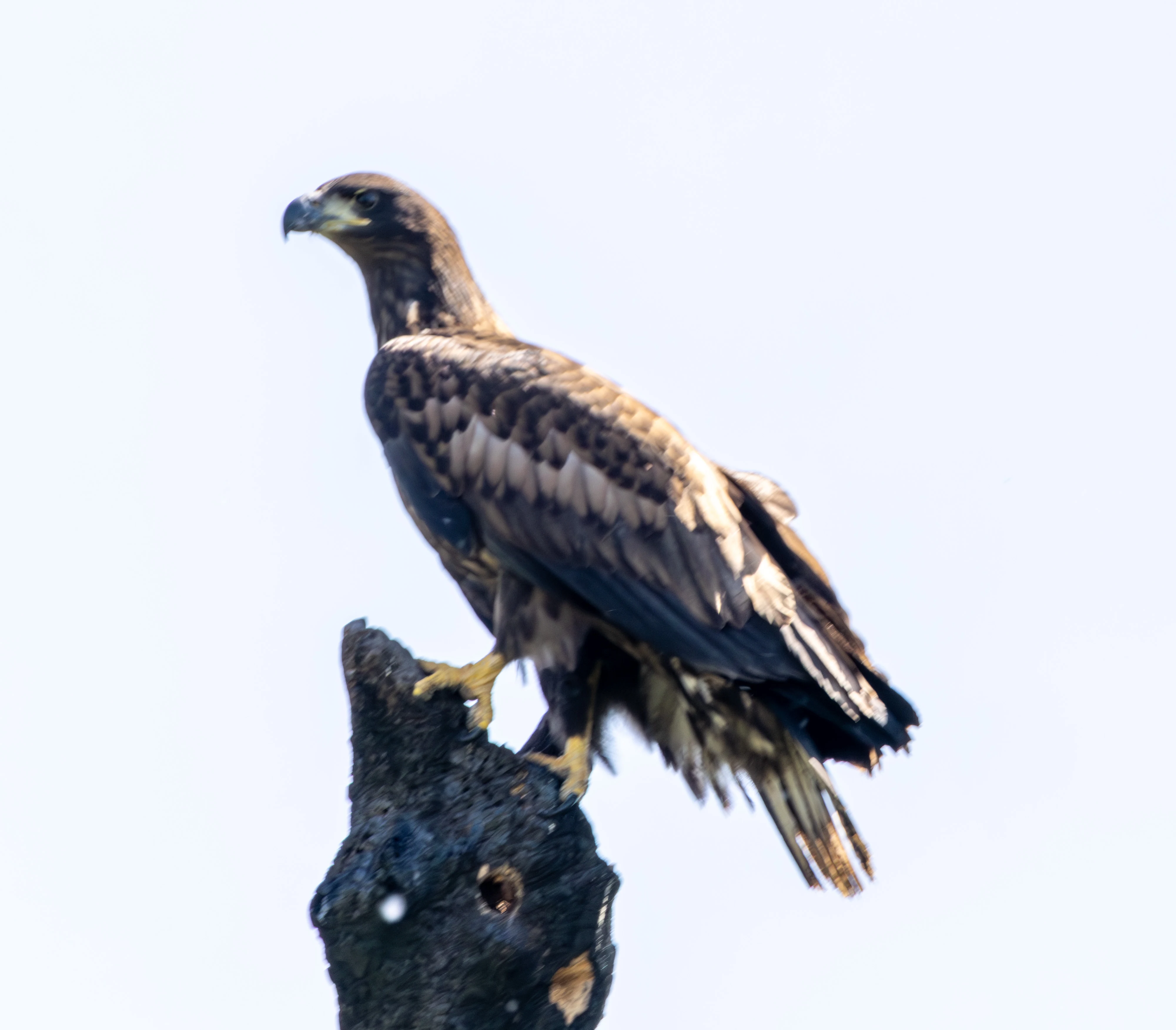 White-tailed Eagle, Danube Delta, Romania — photo by Adam Prugel-Bennett