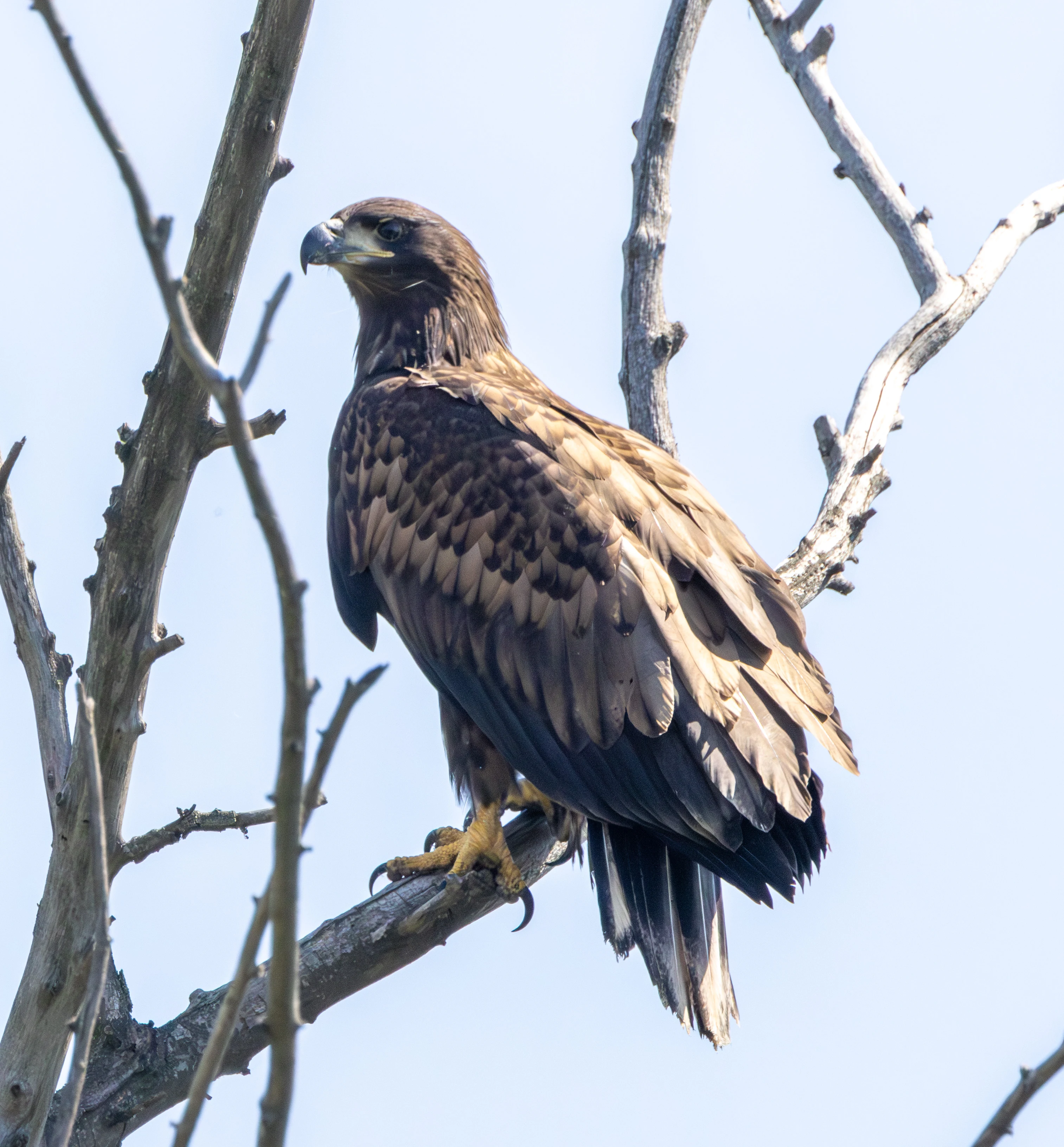 White-tailed Eagle, Danube Delta, Romania — photo by Adam Prugel-Bennett