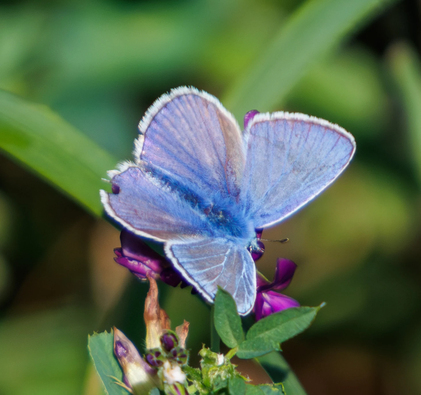 Common Blue Butterfly, Darmstadt, Germany — photo by Adam Prugel-Bennett