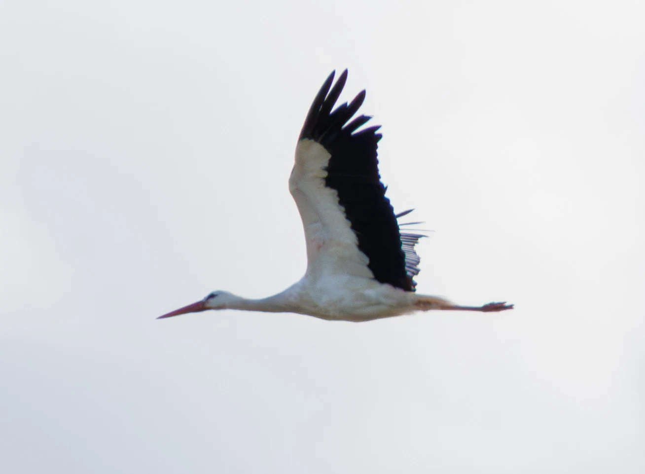 White Stork, Weiterstadt, Gräfenhausen, Hessen, Germany — photo by Adam Prugel-Bennett