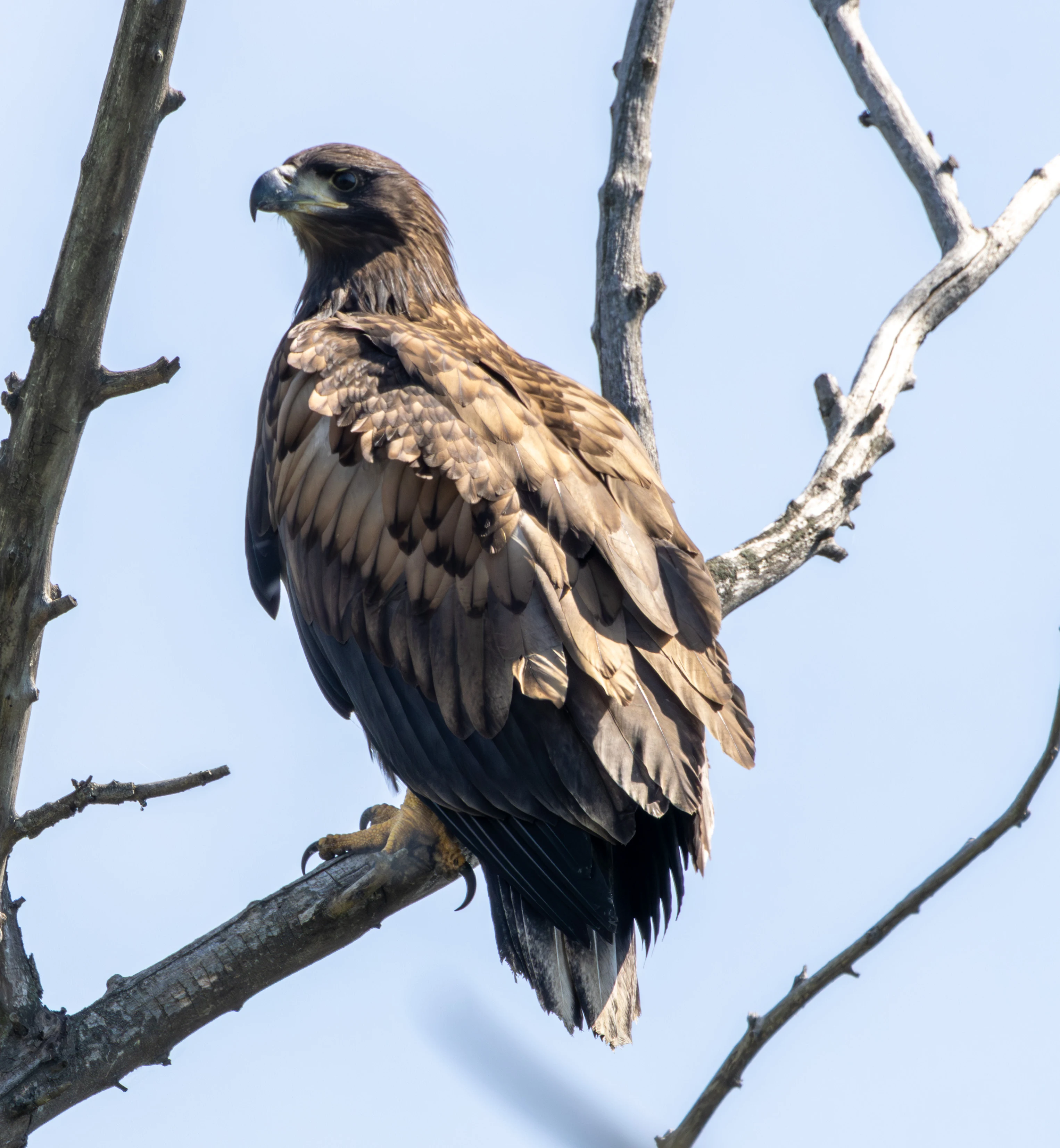 White-tailed Eagle, Danube Delta, Romania — photo by Adam Prugel-Bennett
