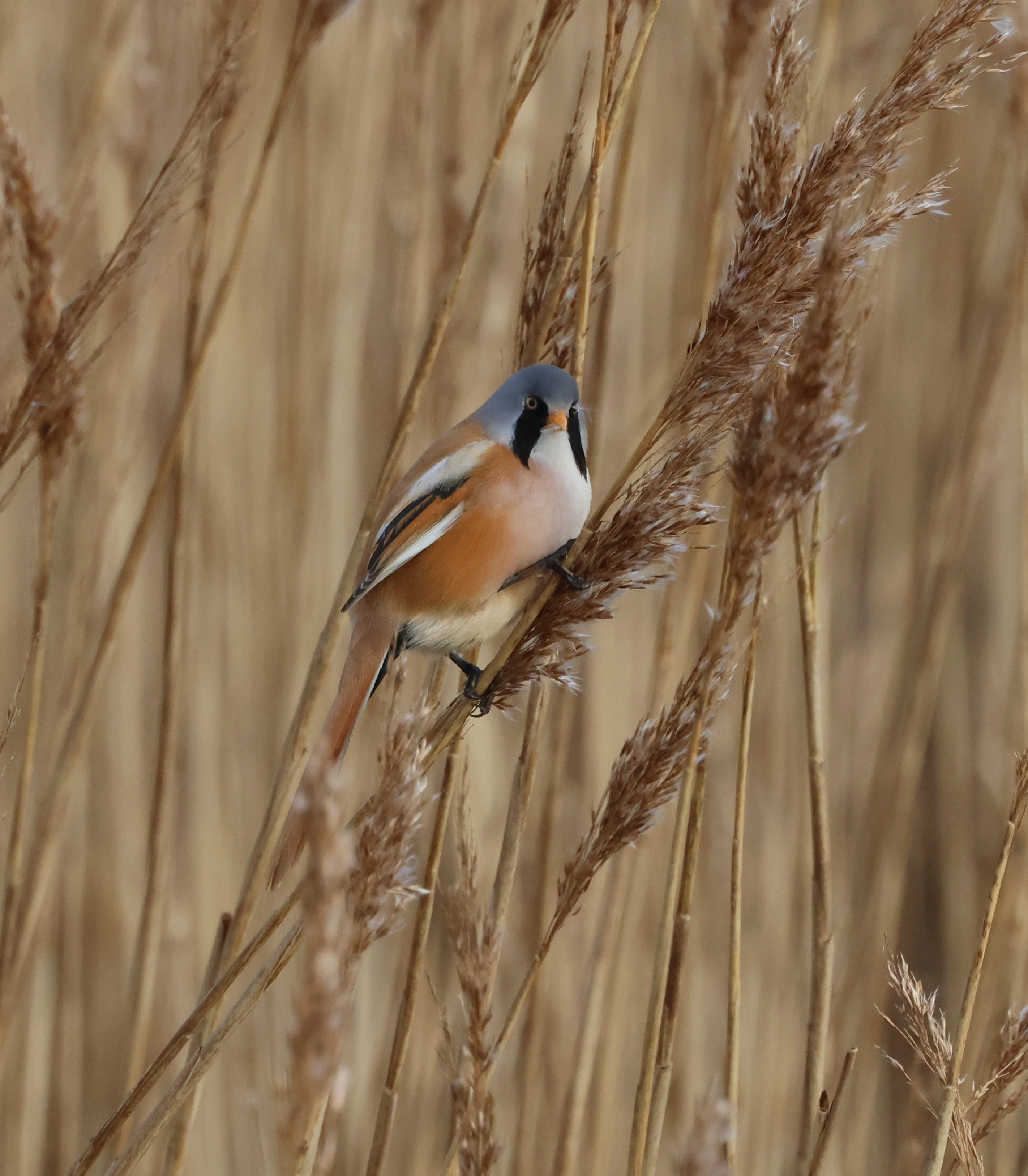 Bearded Tit, Lymington, New Forest, UK — photo by Adam Prugel-Bennett