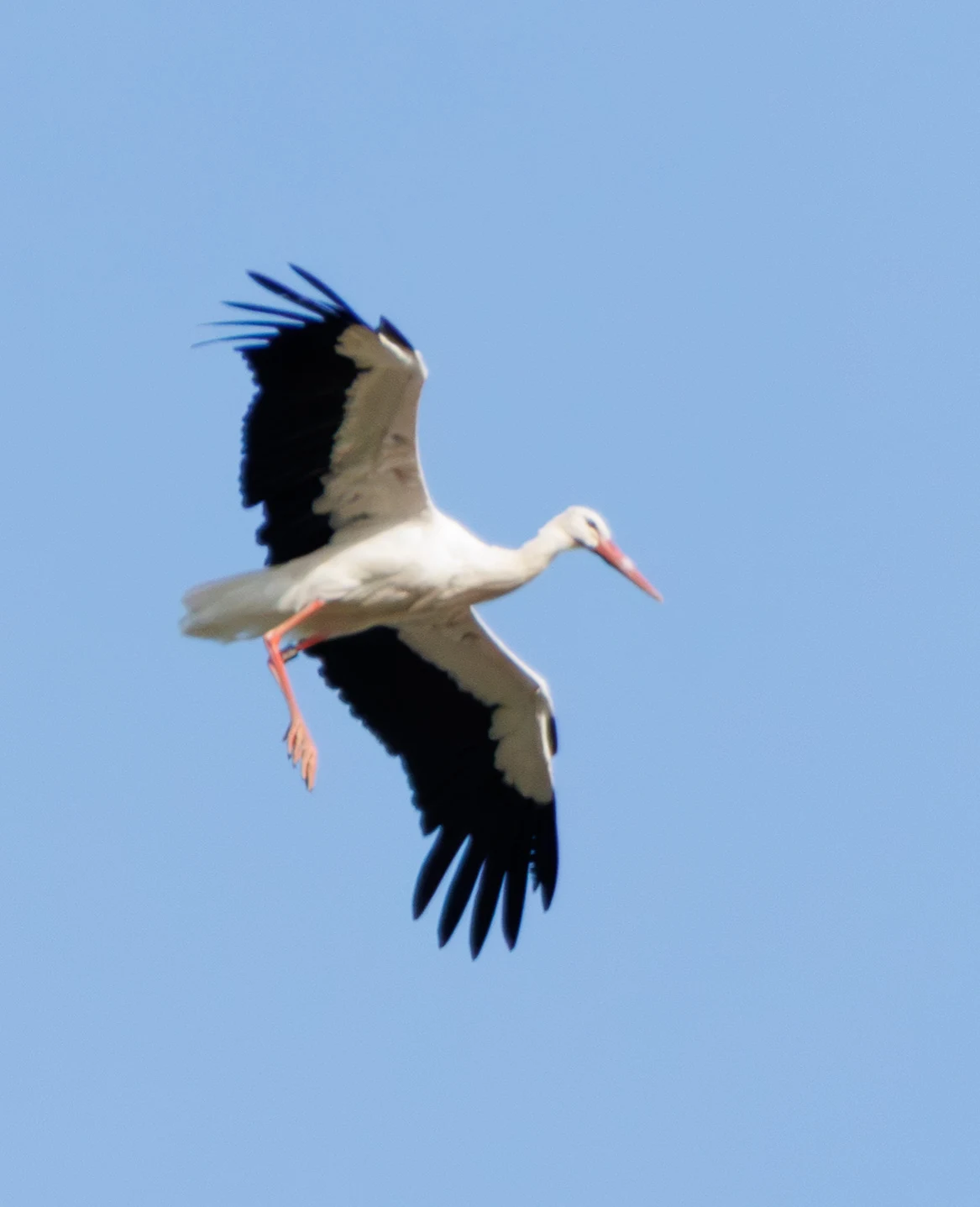 White Stork, Weiterstadt, Gräfenhausen, Hessen, Germany — photo by Adam Prugel-Bennett