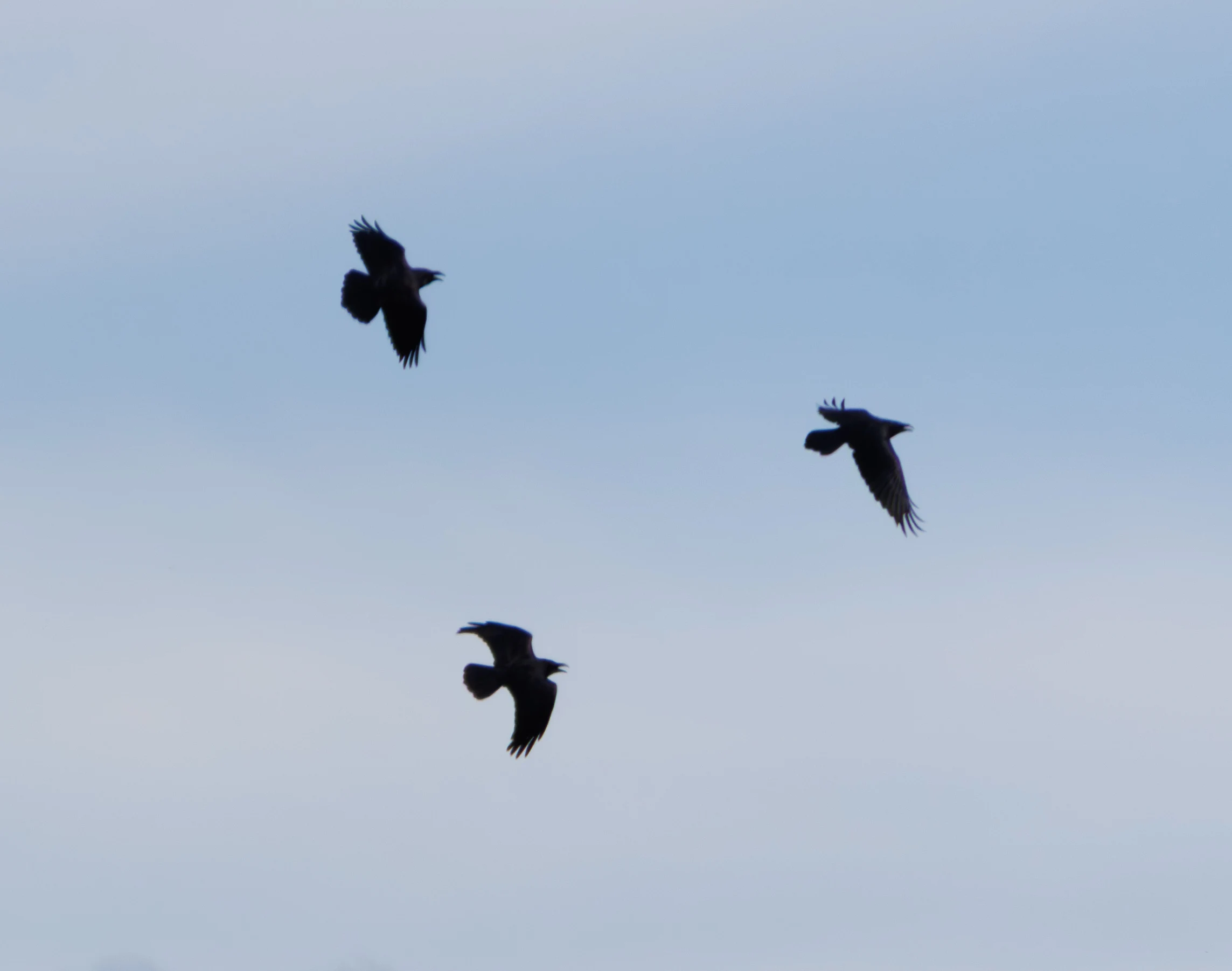 Carrion Crows in flight, Weiterstadt, Gräfenhausen, Hessen, Germany — photo by Adam Prugel-Bennett