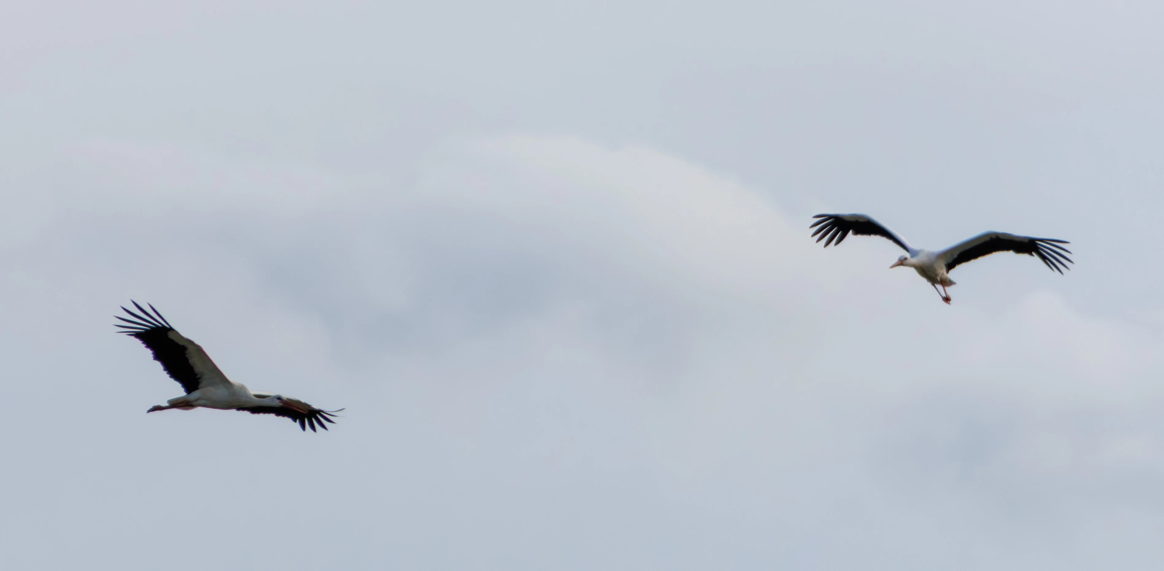 White Storks, Weiterstadt, Gräfenhausen, Hessen, Germany — photo by Adam Prugel-Bennett