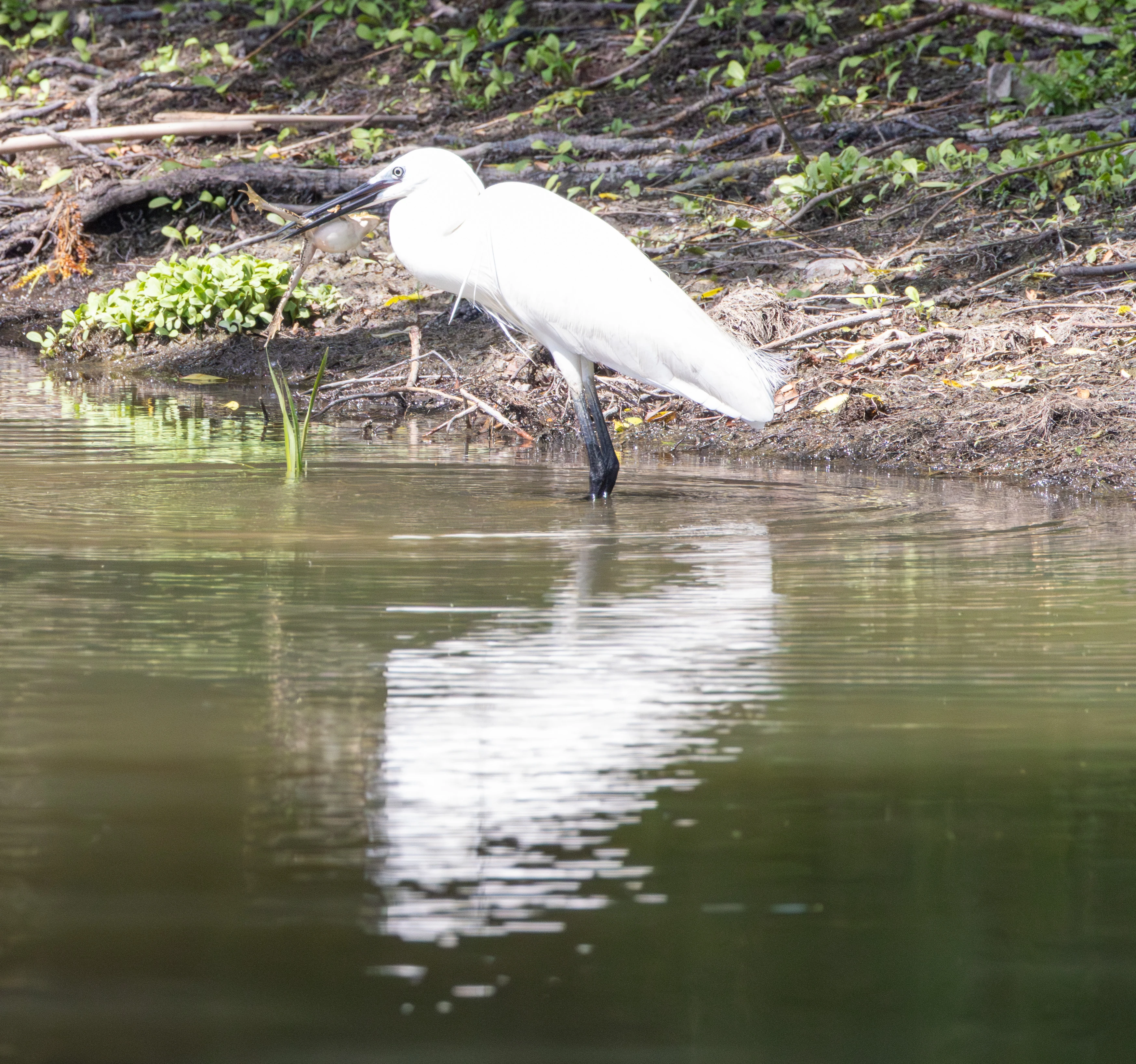 Little Egret, Danube Delta, Romania — photo by Adam Prugel-Bennett