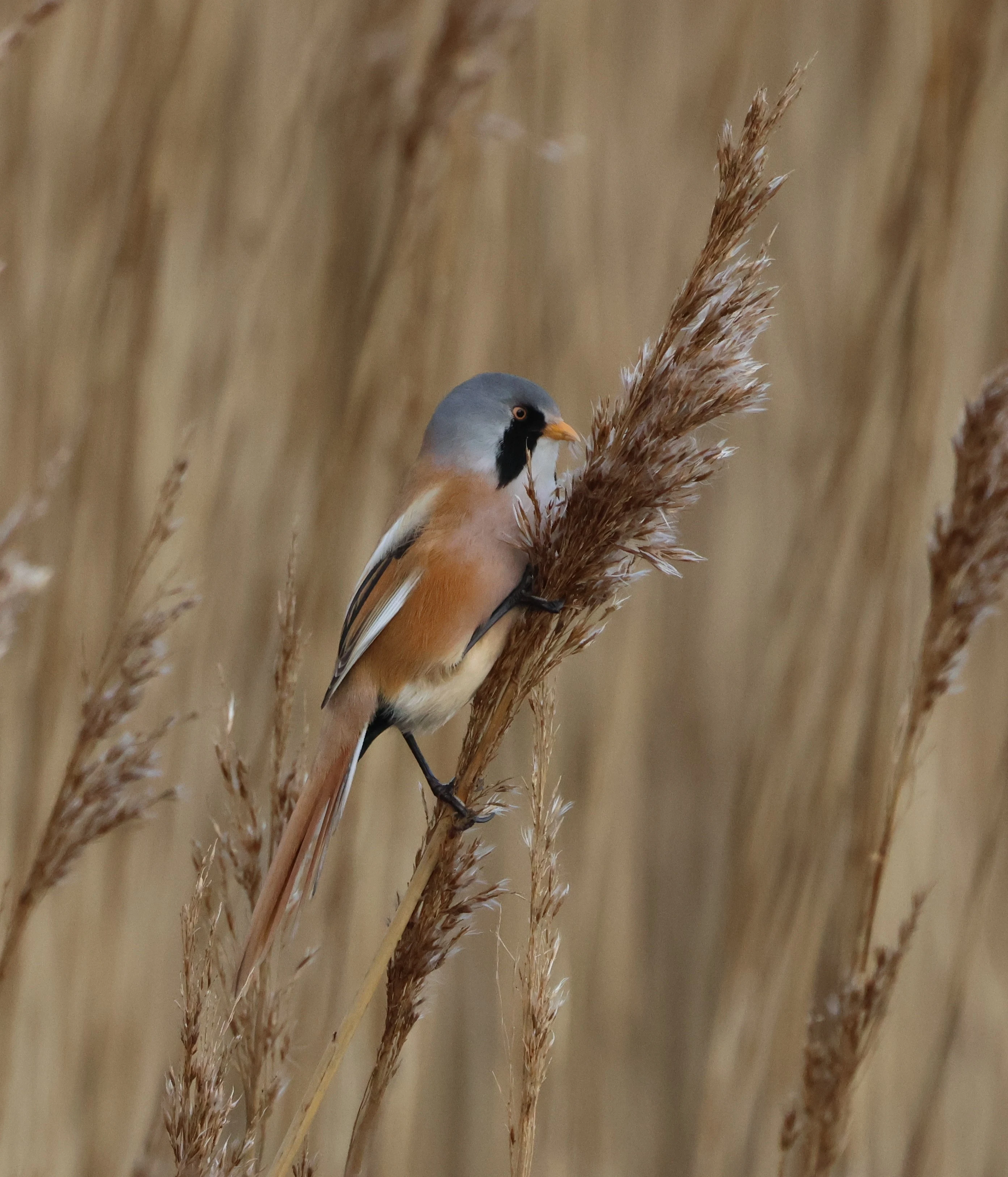 Bearded Tit, Lymington, New Forest, UK — photo by Adam Prugel-Bennett