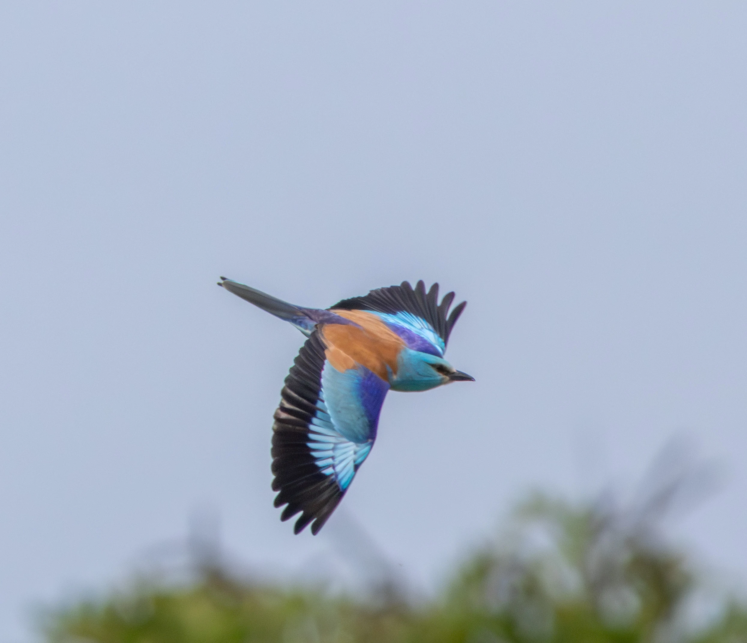 European Roller in flight, Danube Delta, Romania — photo by Adam Prugel-Bennett