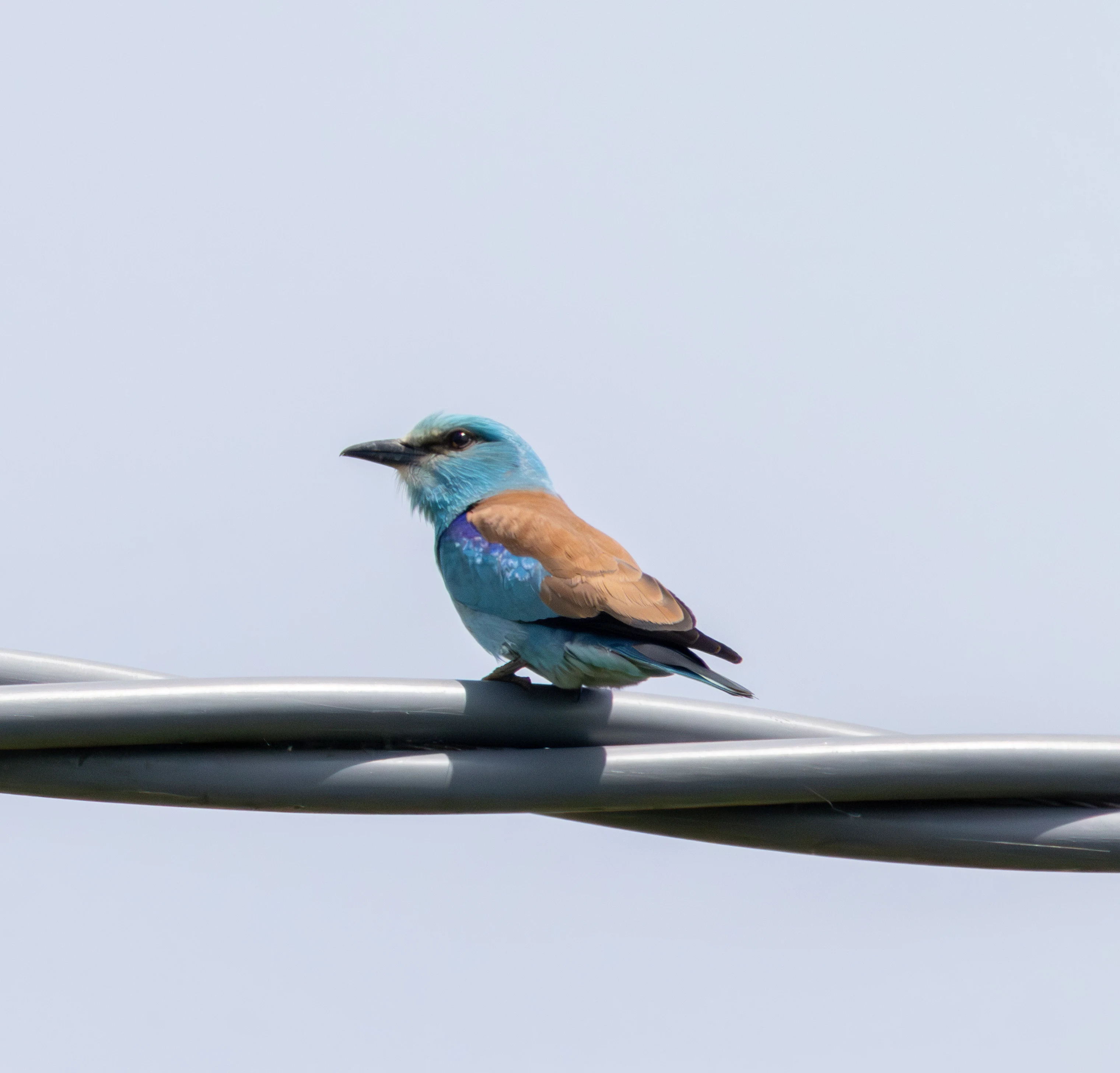 European Roller, Danube Delta, Romania — photo by Adam Prugel-Bennett