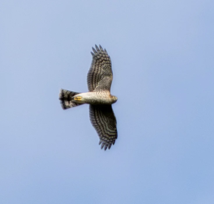 Eurasian Sparrowhawk, Zentralfriedhof, Vienna, Austria — photo by Adam Prugel-Bennett