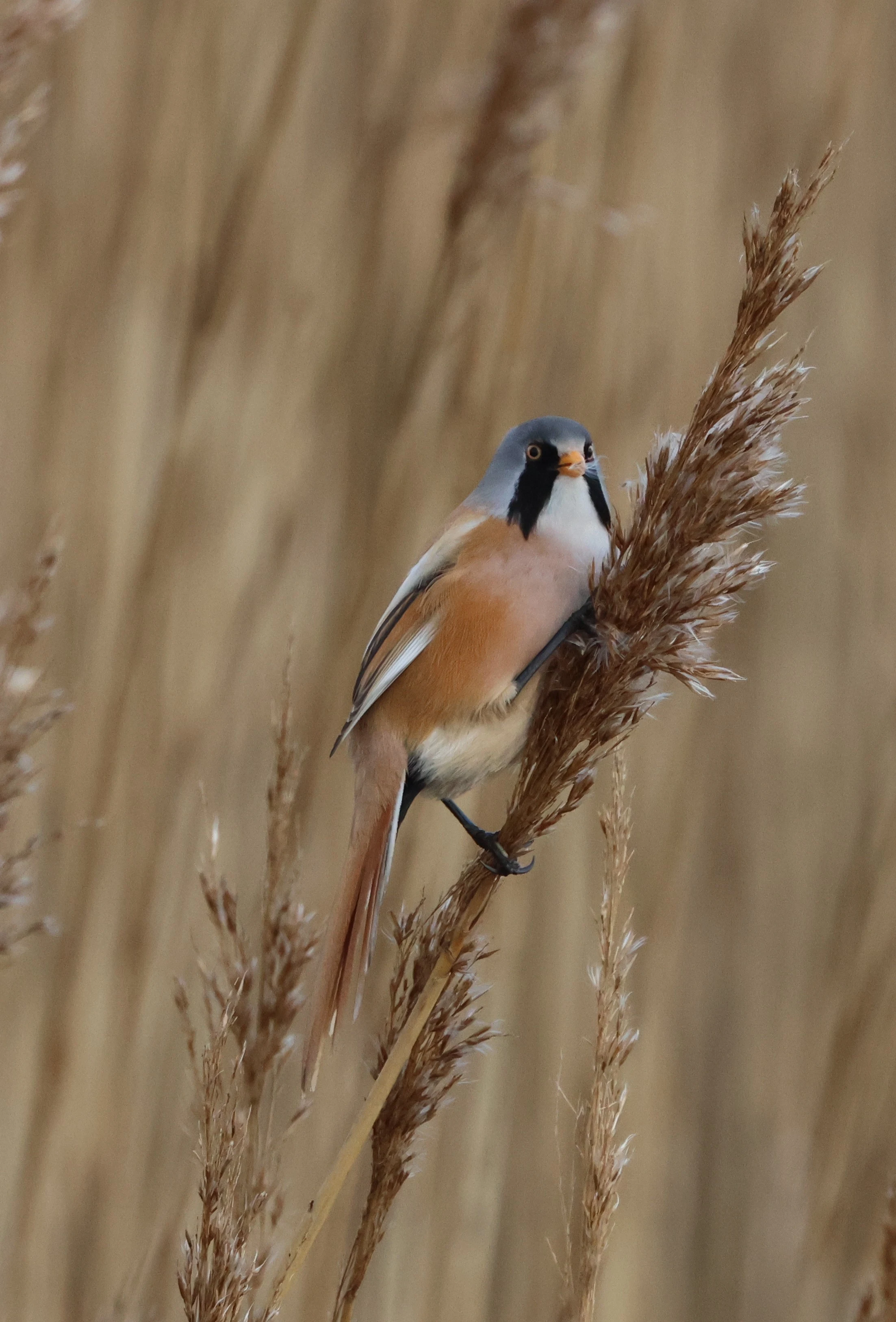Bearded Tit, Lymington, New Forest, UK — photo by Adam Prugel-Bennett