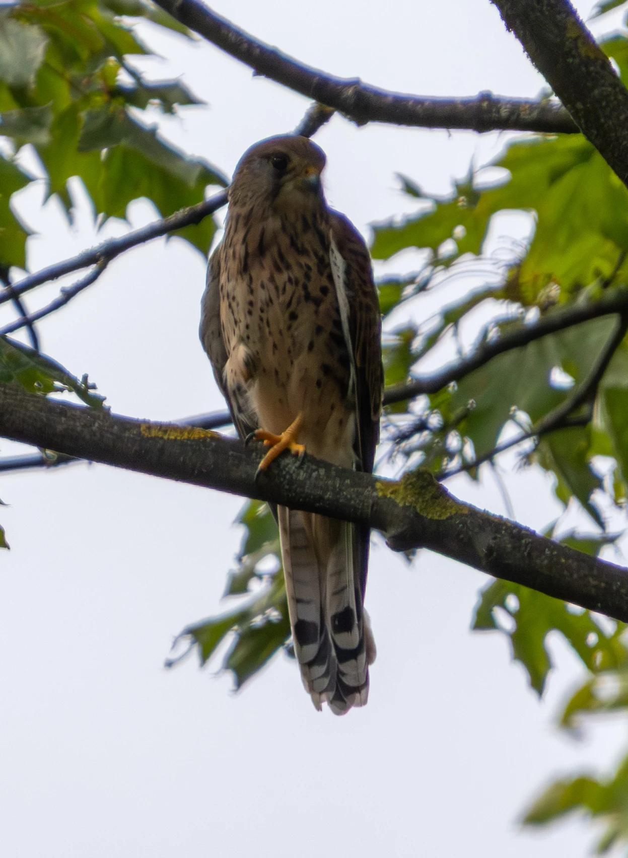 Common Kestrel, Zentralfriedhof, Vienna, Austria — photo by Adam Prugel-Bennett