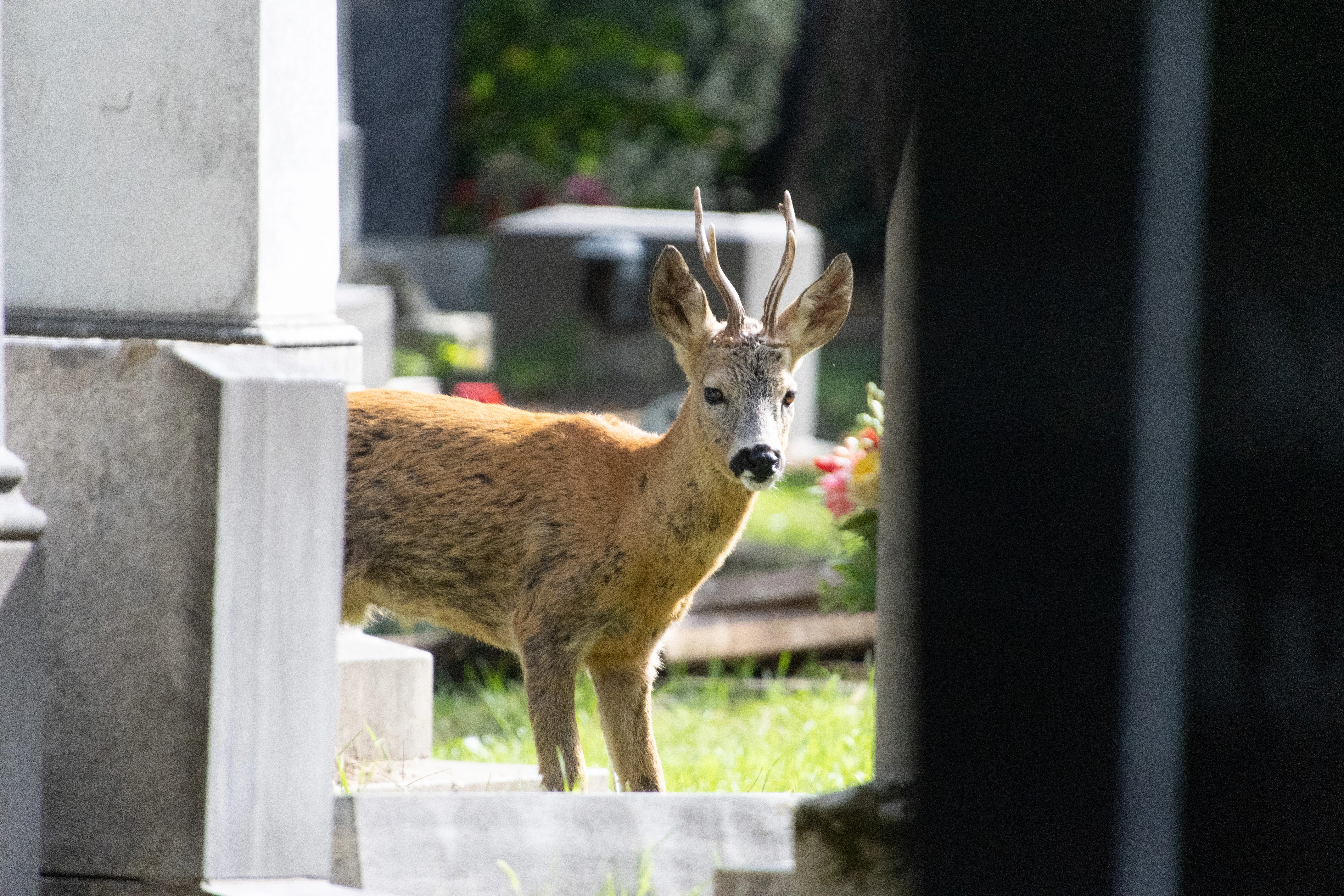 Roe Deer, Zentralfriedhof, Vienna, Austria — photo by Adam Prugel-Bennett