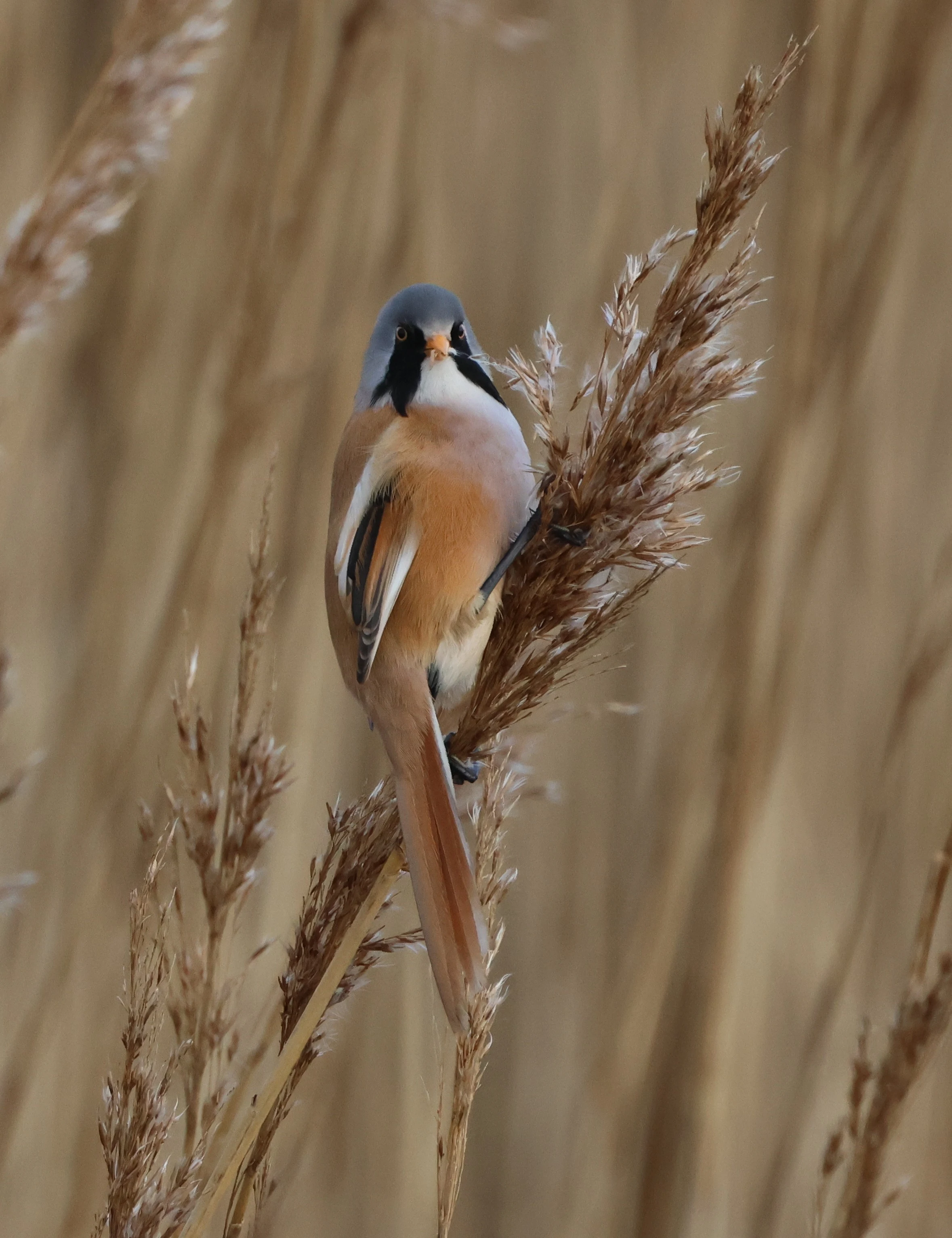 Bearded Tit, Lymington, New Forest, UK — photo by Adam Prugel-Bennett
