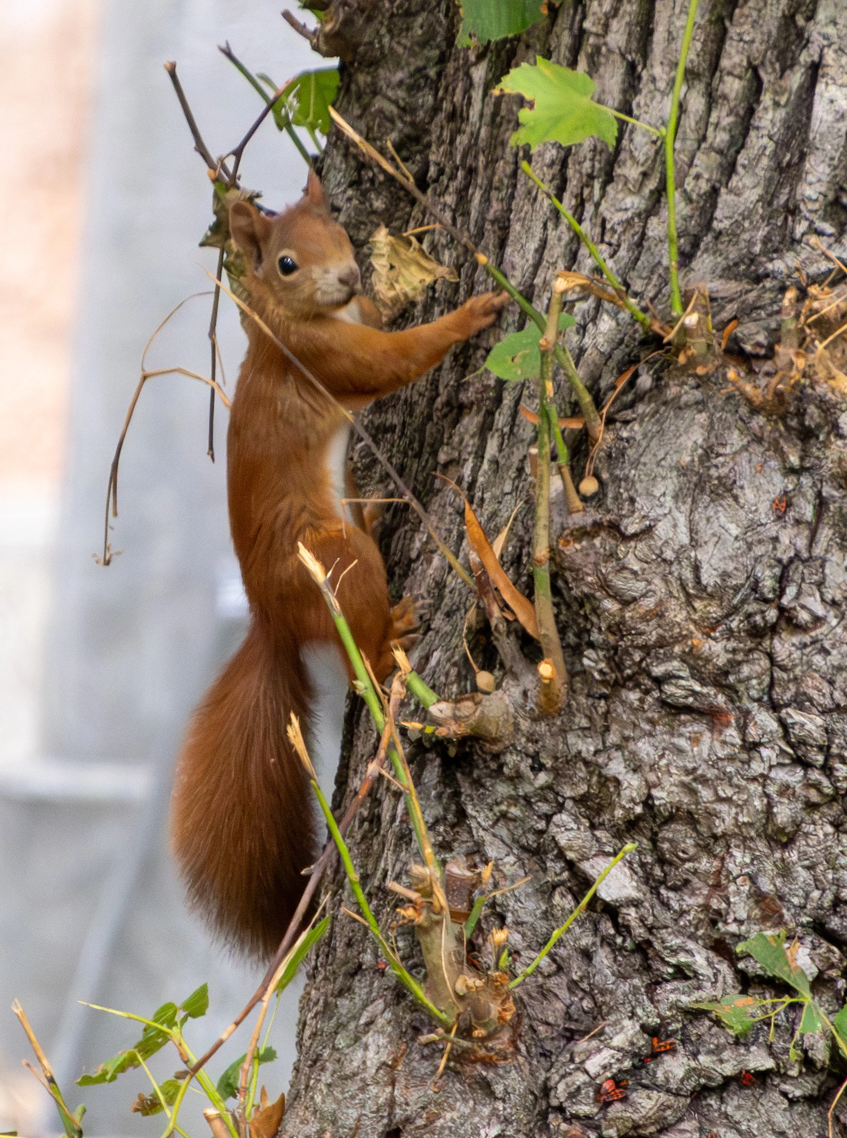Eurasian Red Squirrel, Zentralfriedhof, Vienna, Austria — photo by Adam Prugel-Bennett