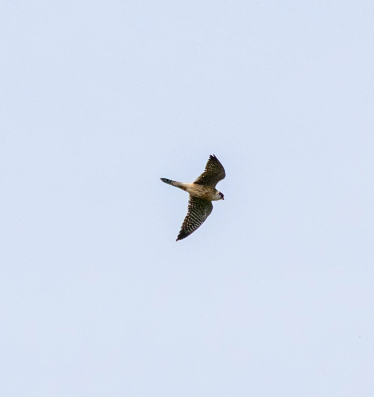 Eurasian Hobby, Danube Delta, Romania — photo by Adam Prugel-Bennett