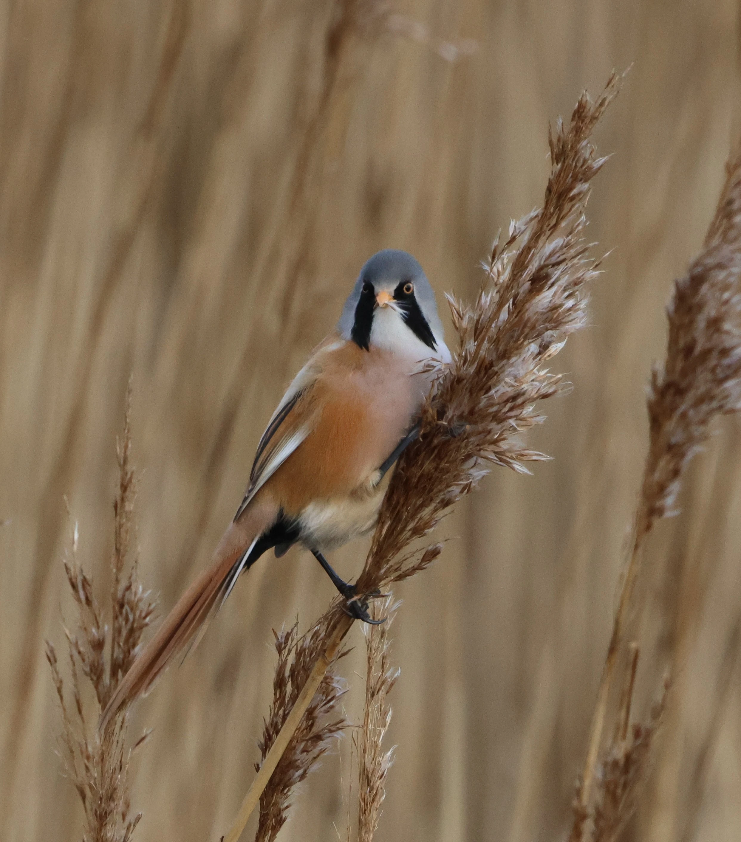 Bearded Tit, Lymington, New Forest, UK — photo by Adam Prugel-Bennett