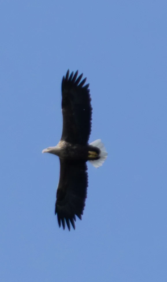 White-tailed Eagle, Müncheberg, Märkisch-Oderland, Germany — photo by Adam Prugel-Bennett