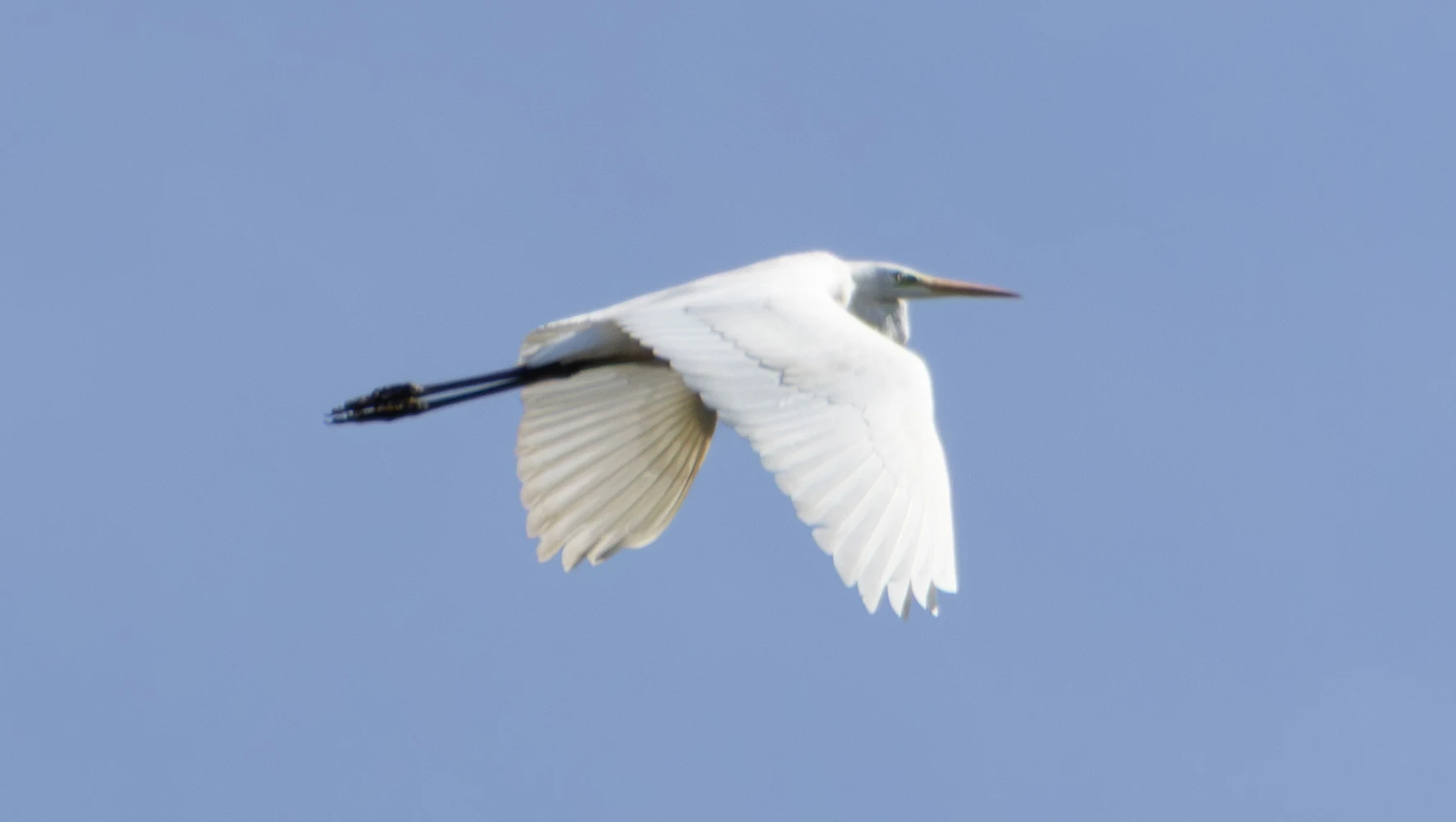 Great Egret, Müncheberg, Märkisch-Oderland, Germany — photo by Adam Prugel-Bennett