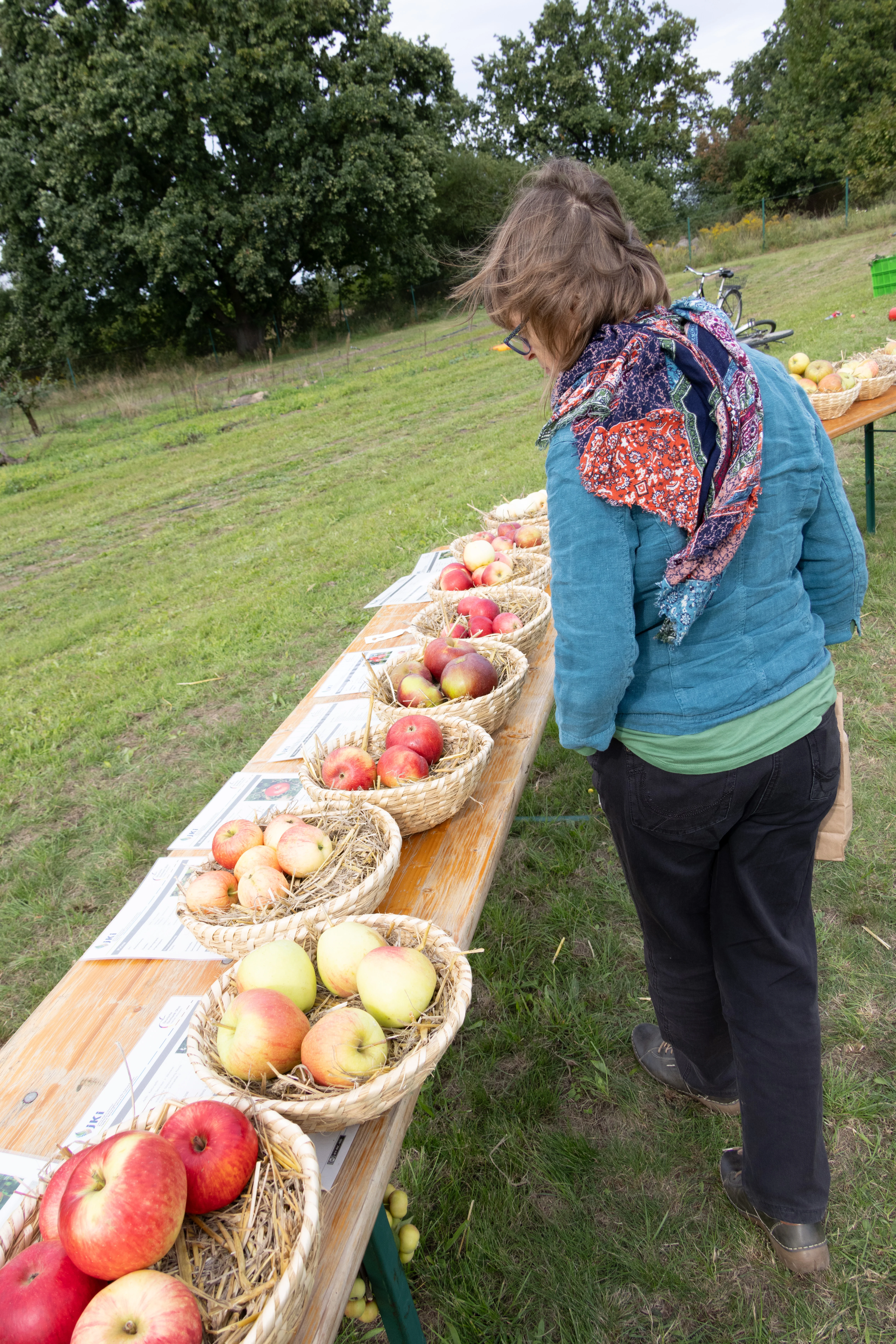 Doris looking at baskets of apples at outdoor market, Müncheberg, Märkisch-Oderland, Germany — photo by Adam Prugel-Bennett