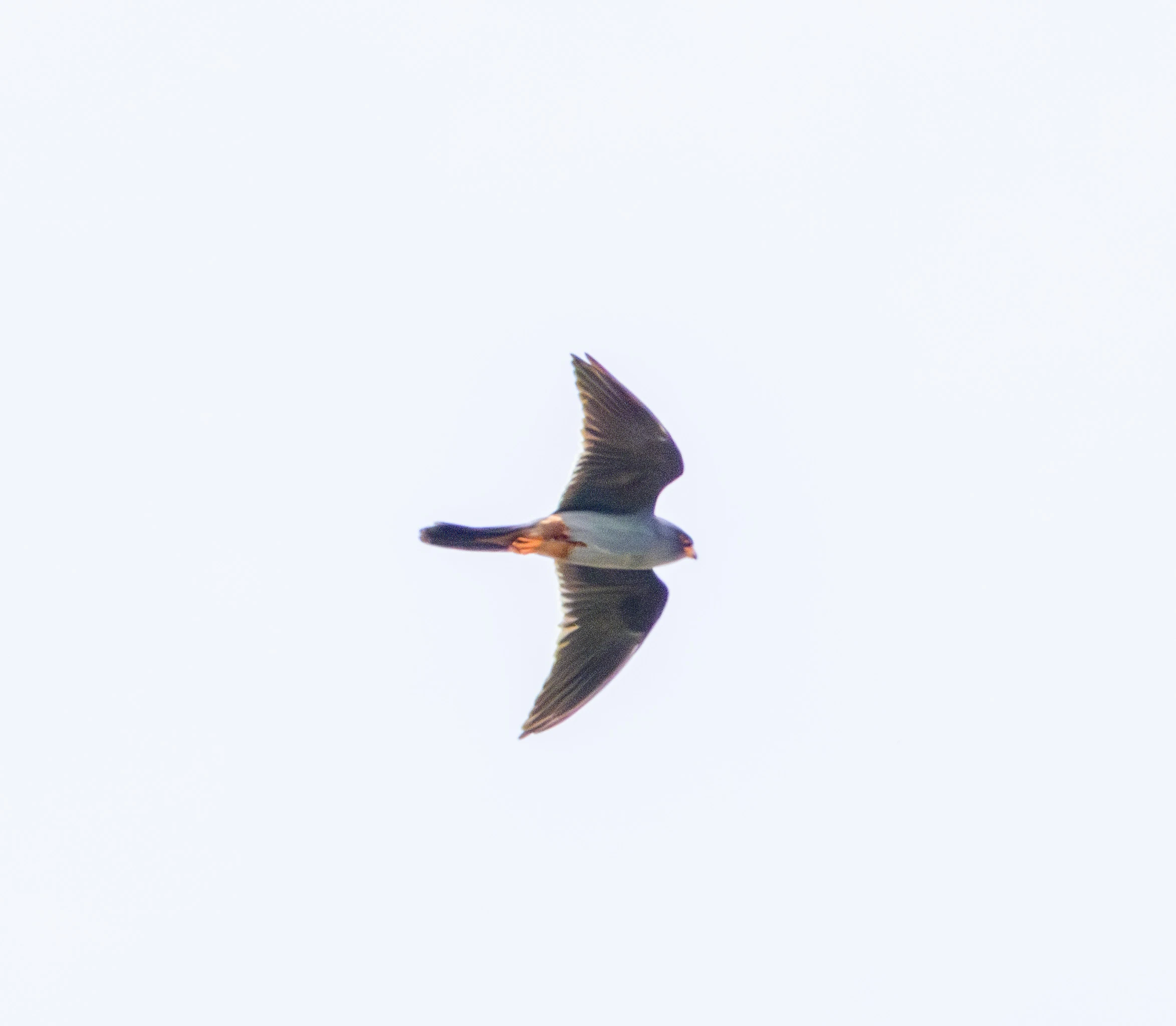Red-rumped Swallow, Danube Delta, Romania — photo by Adam Prugel-Bennett