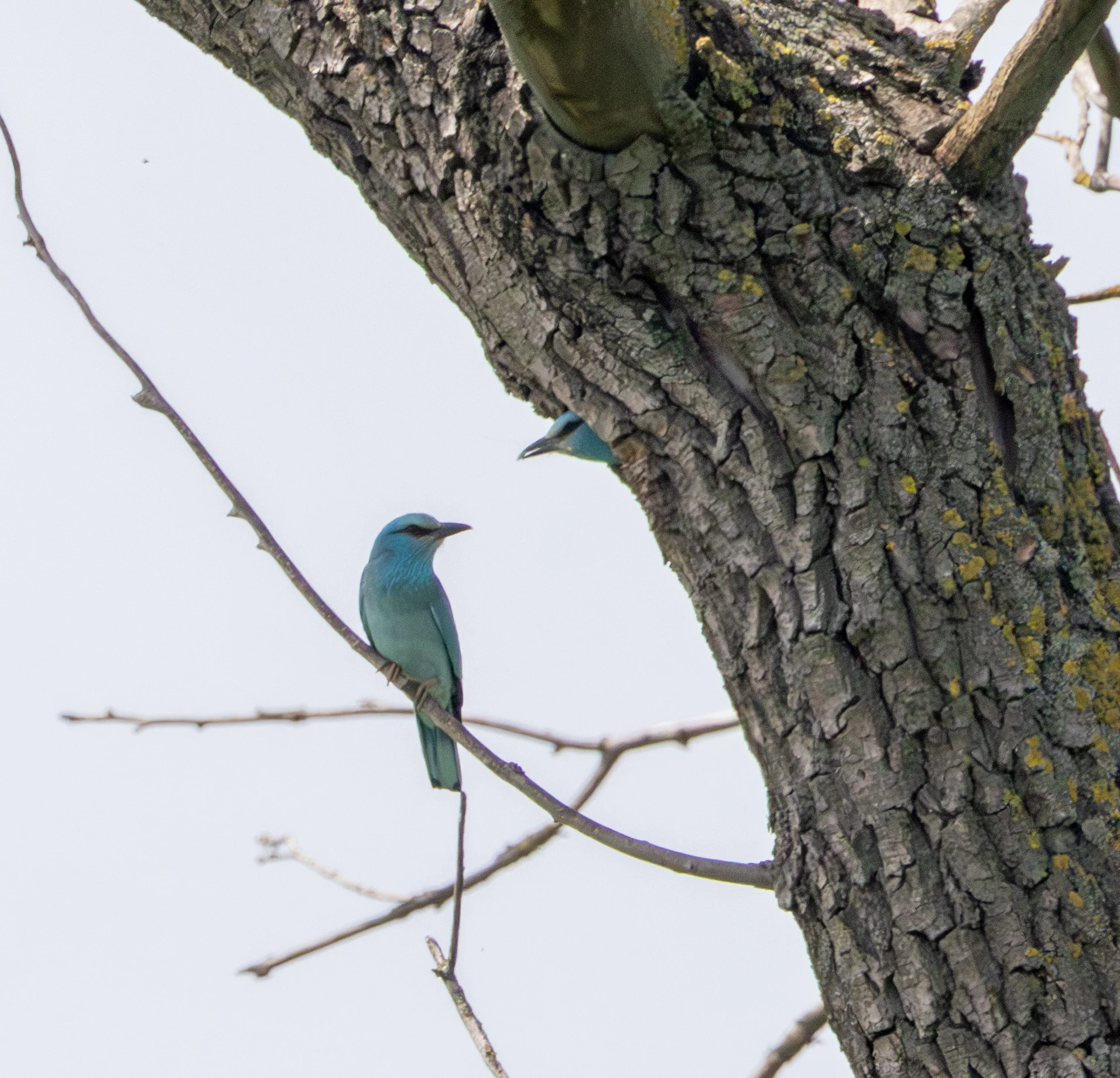 European Roller, Danube Delta, Romania — photo by Adam Prugel-Bennett