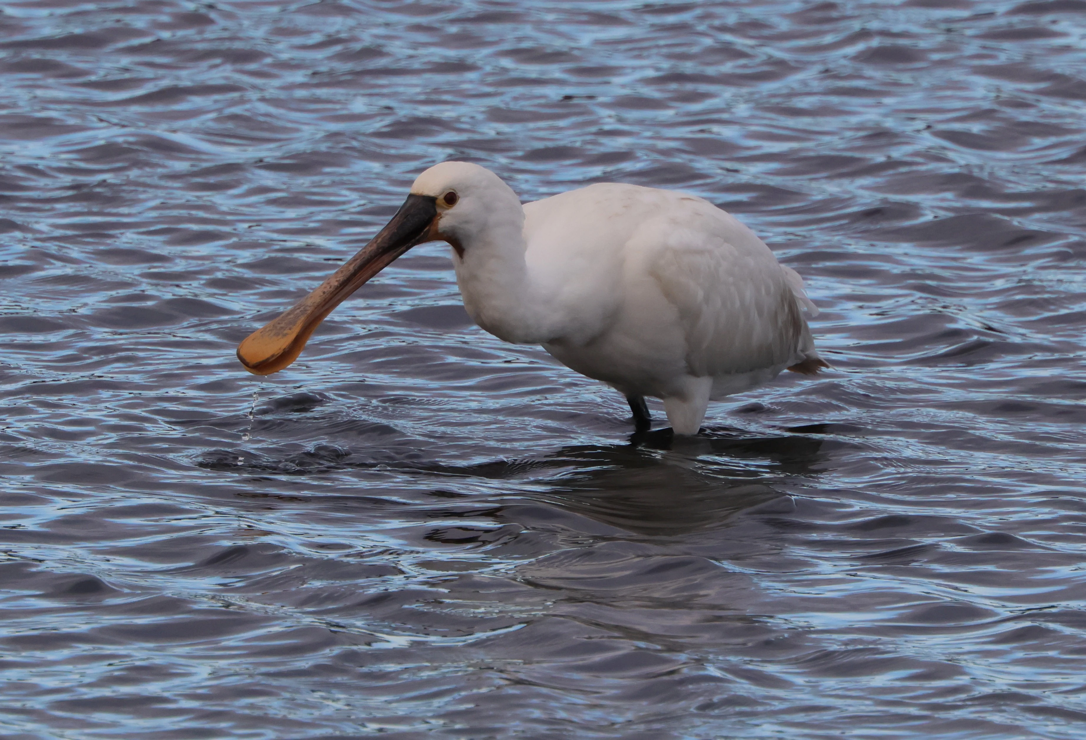 Spoonbill, Lymington, New Forest, UK — photo by Adam Prugel-Bennett