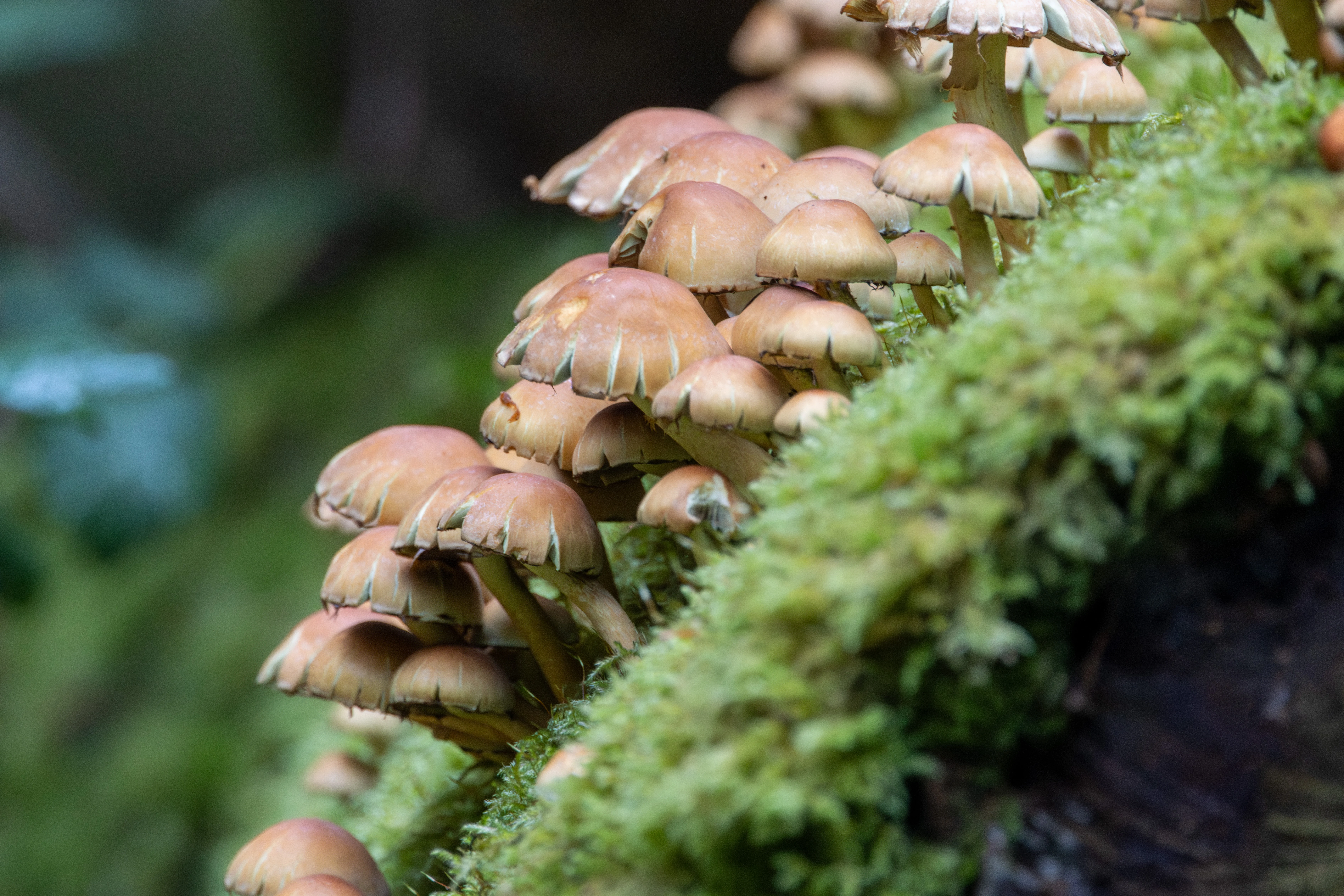 Sulphur Tuft, Acres Down, Hampshire, UK — photo by Adam Prugel-Bennett