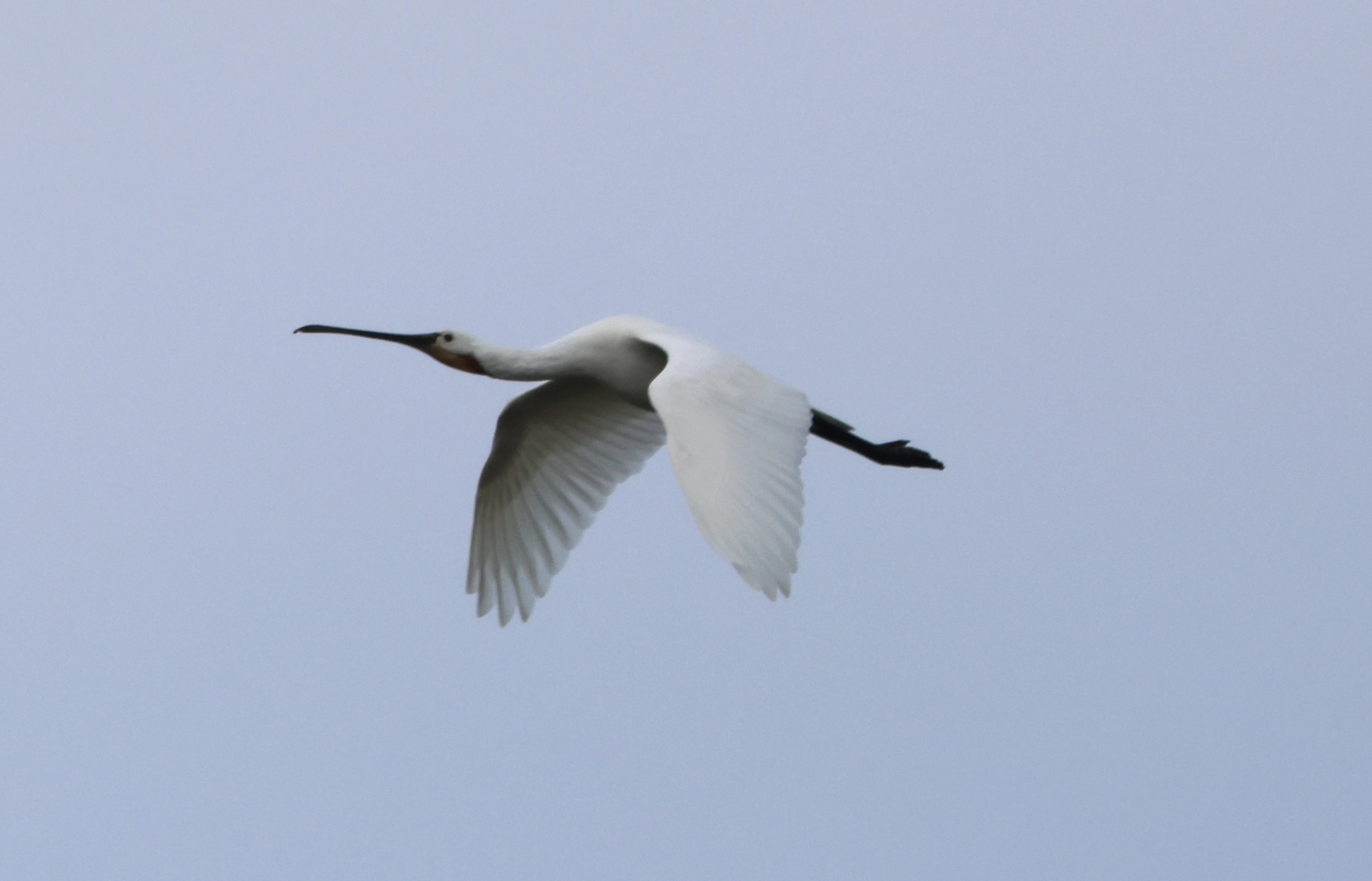 Spoonbill, Lymington, New Forest, UK — photo by Adam Prugel-Bennett