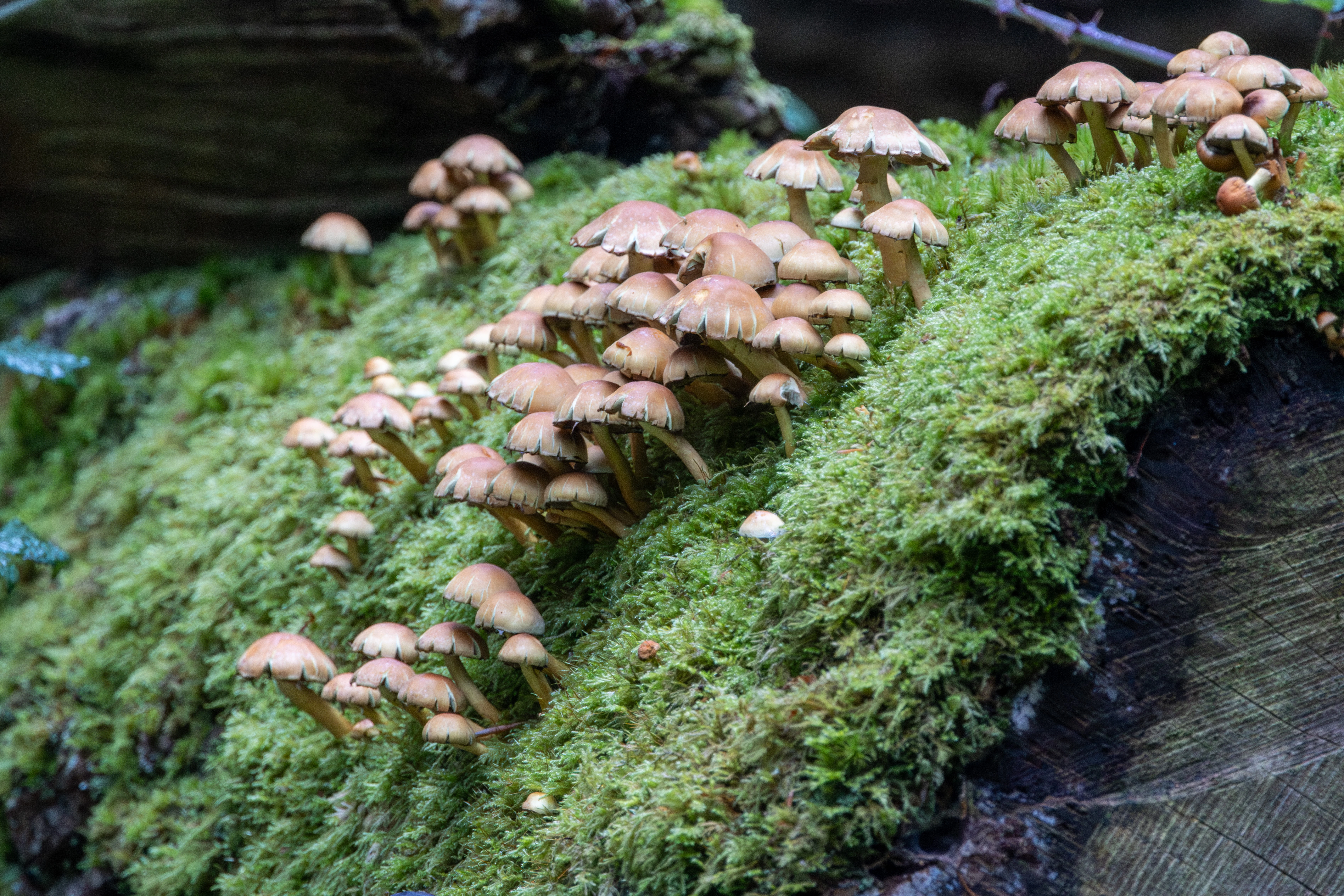 Sulphur Tuft, Acres Down, Hampshire, UK — photo by Adam Prugel-Bennett
