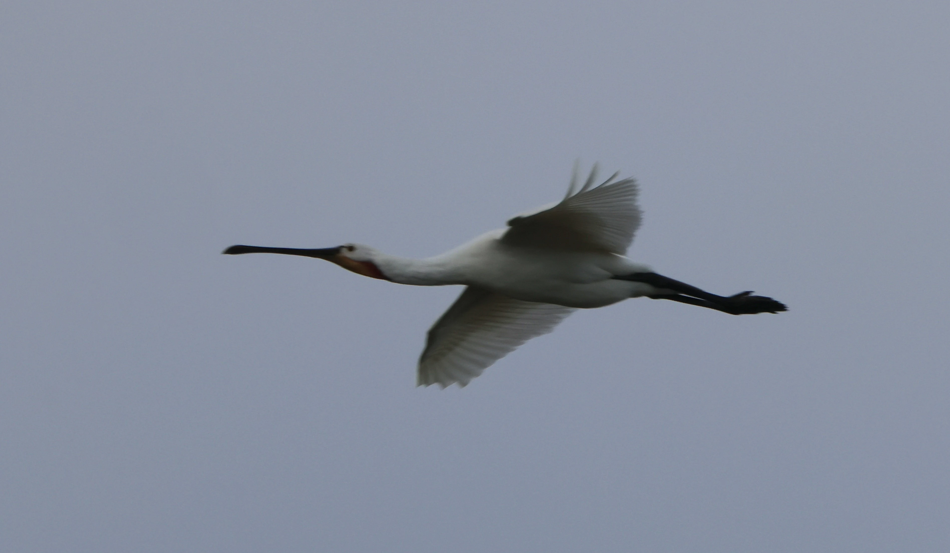 Spoonbill, Lymington, New Forest, UK — photo by Adam Prugel-Bennett