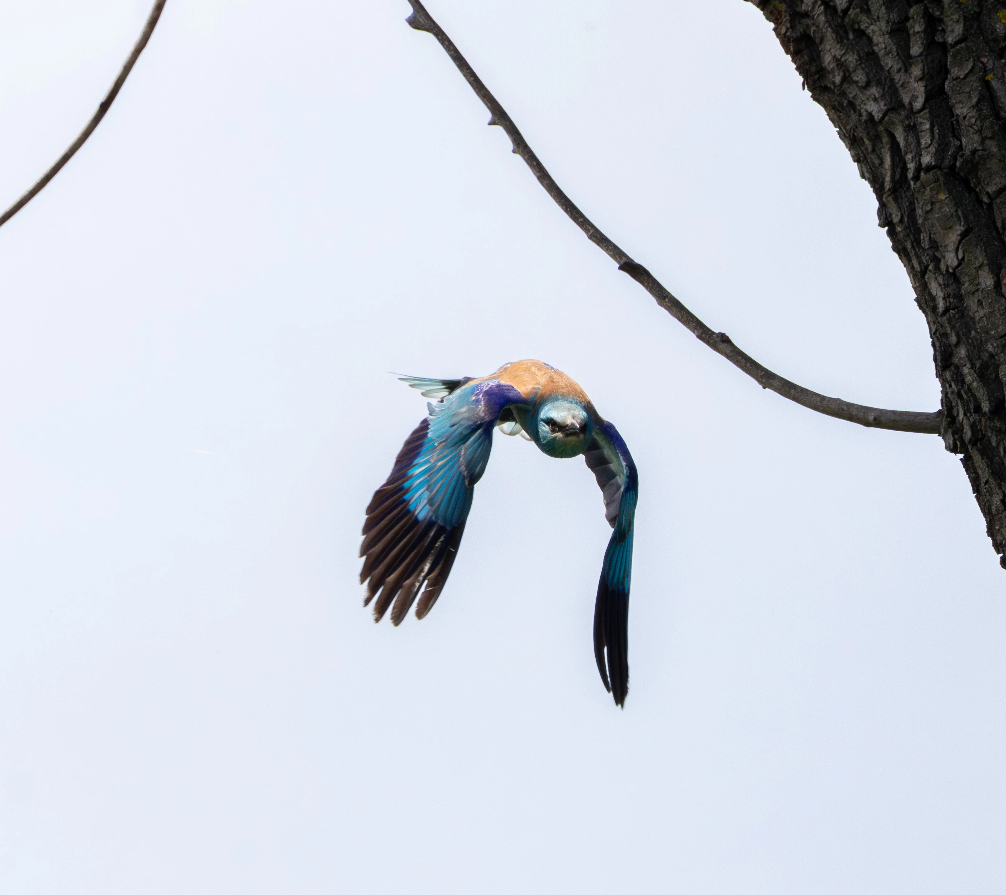 European Roller in flight, Danube Delta, Romania — photo by Adam Prugel-Bennett