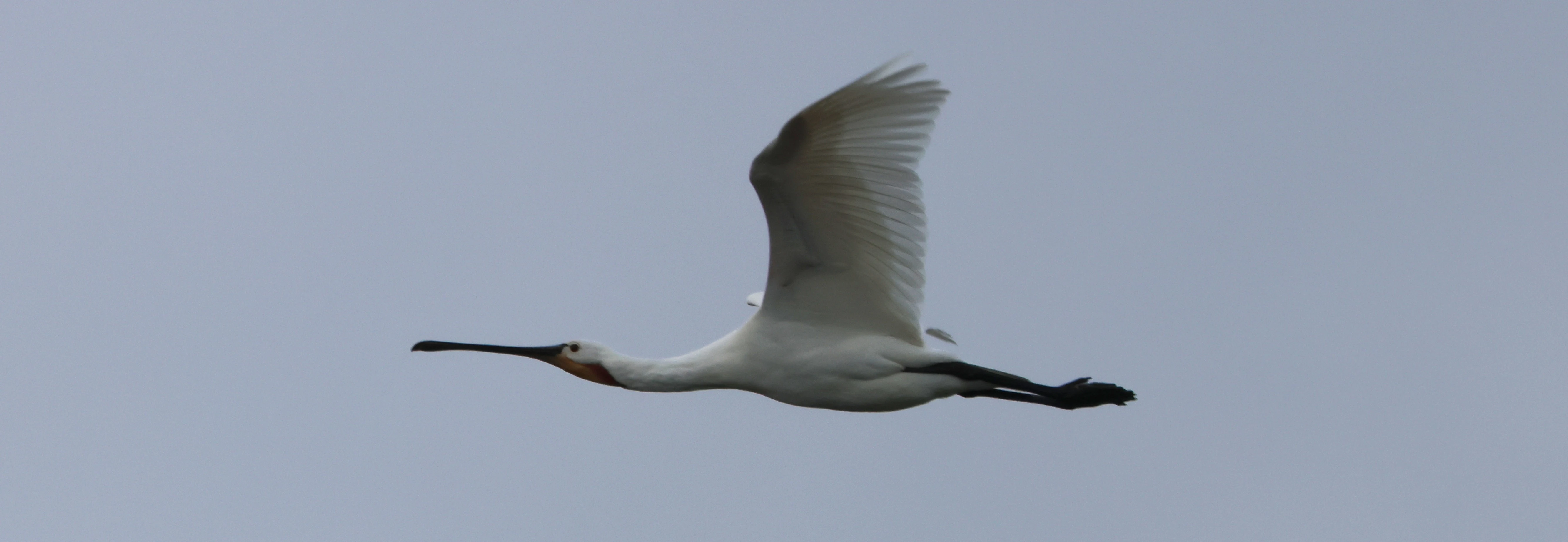 Eurasian Spoonbill — photo by Adam Prugel-Bennett