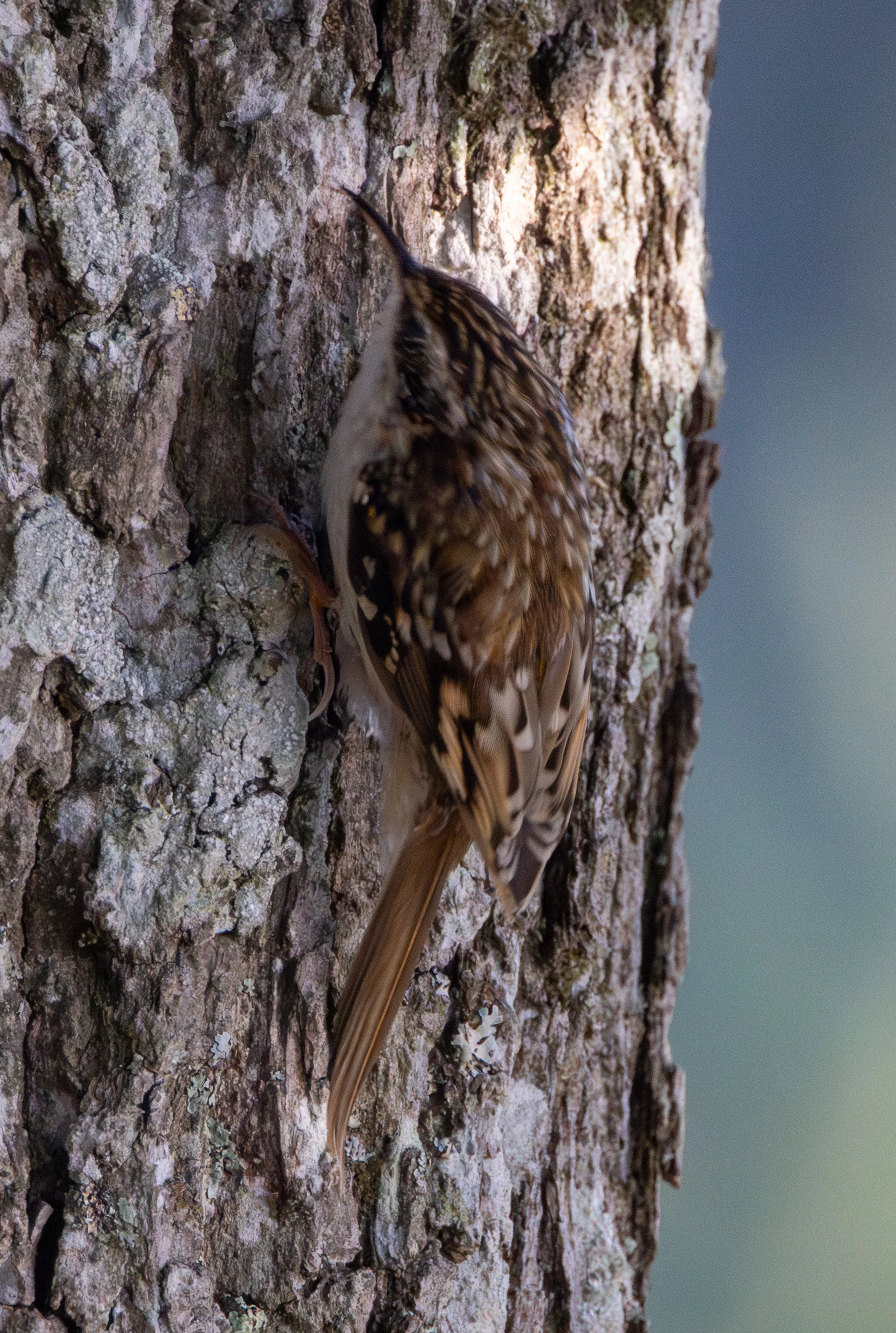 Eurasian Treecreeper, Acres Down, Hampshire, UK — photo by Adam Prugel-Bennett