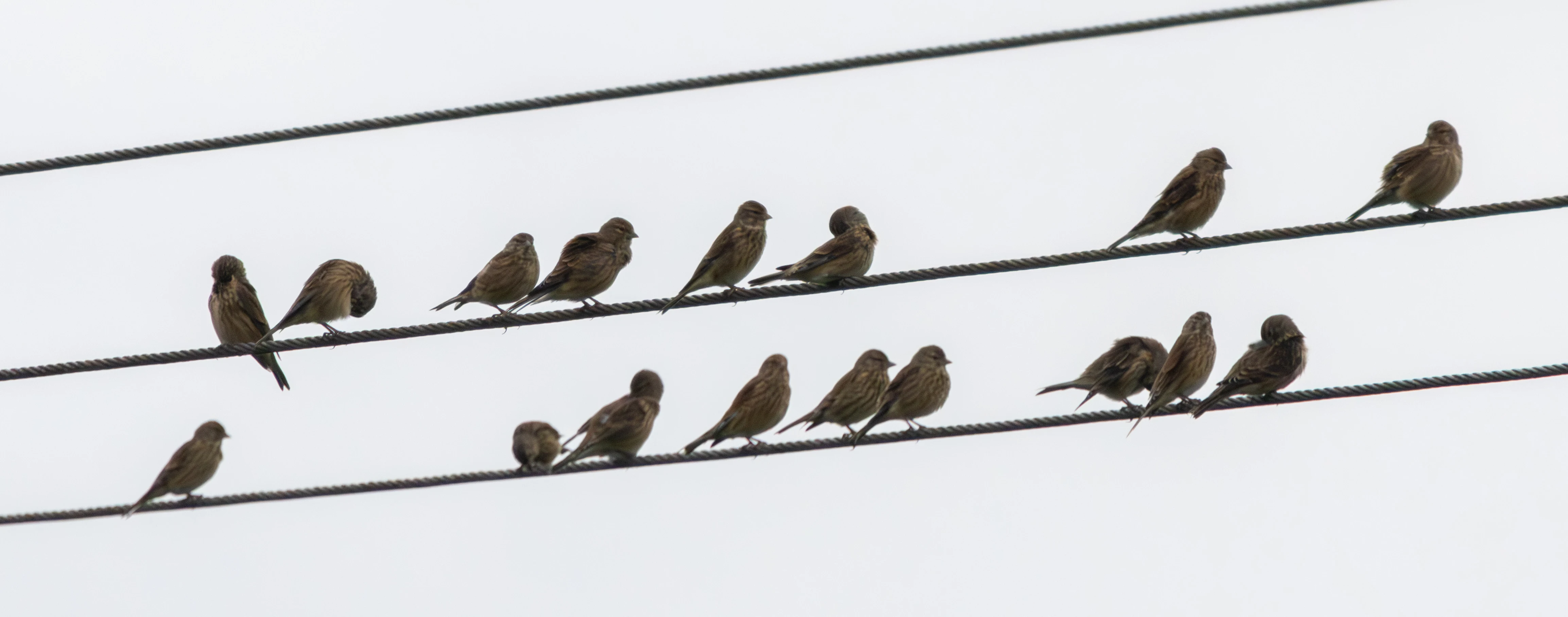 Linnets, East Winchester, Hampshire, UK — photo by Adam Prugel-Bennett