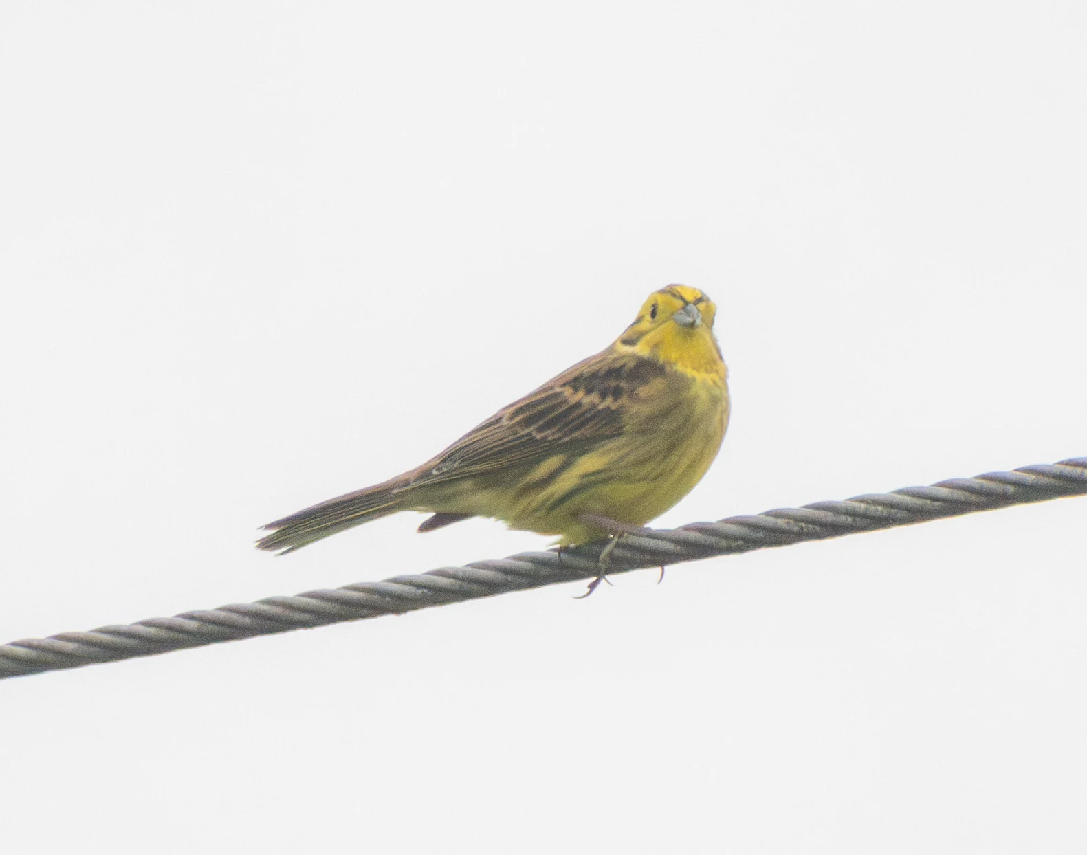 Yellowhammer, East Winchester, Hampshire, UK — photo by Adam Prugel-Bennett