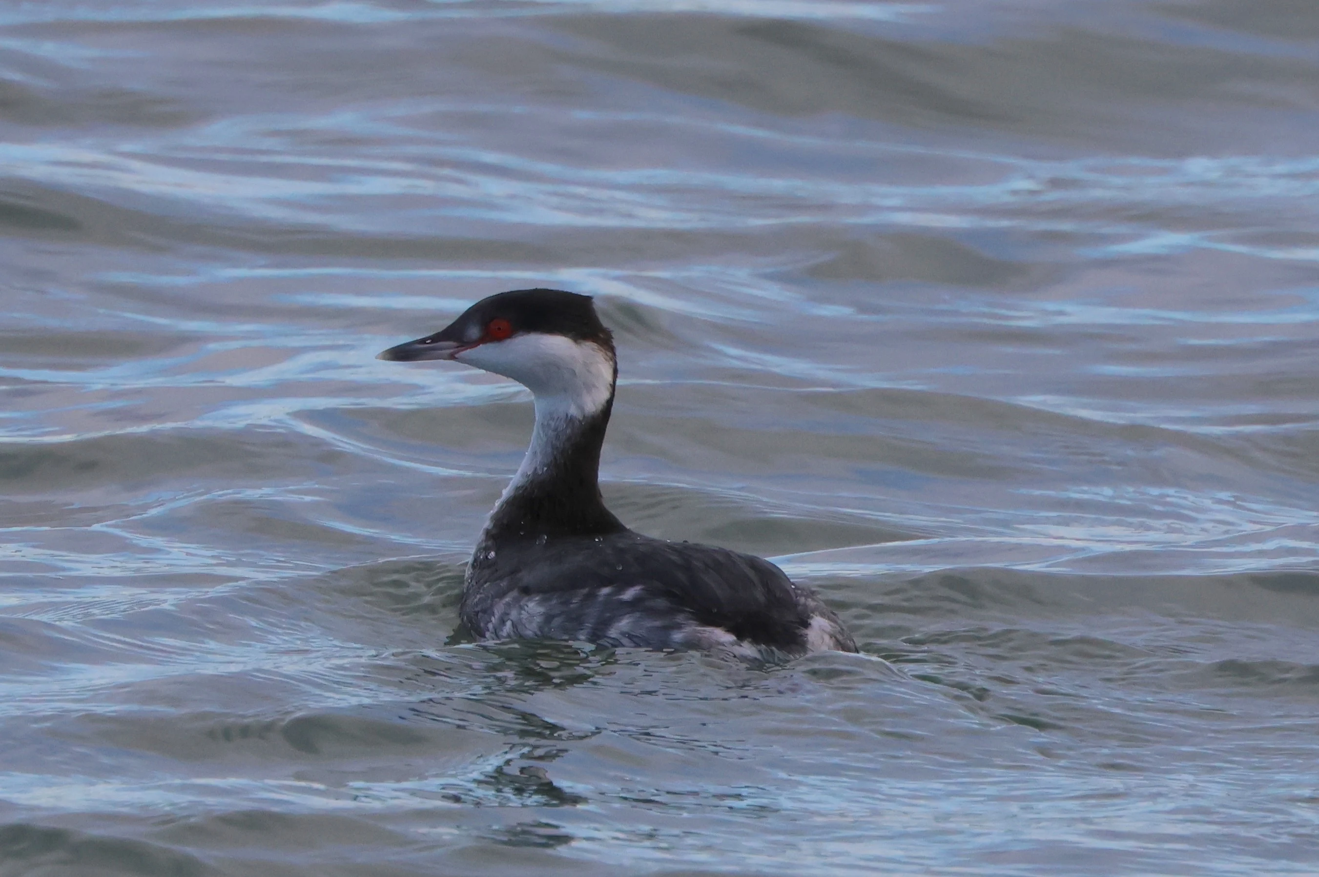 Slavonian Grebe, Lymington, New Forest, UK — photo by Adam Prugel-Bennett