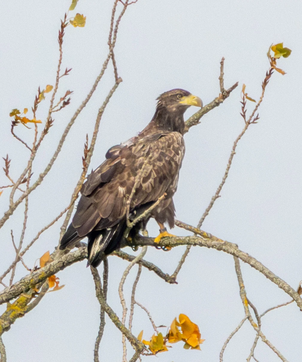 Juvenile White-tailed Eagle, Fishlake Meadows, Hampshire, UK — photo by Adam Prugel-Bennett
